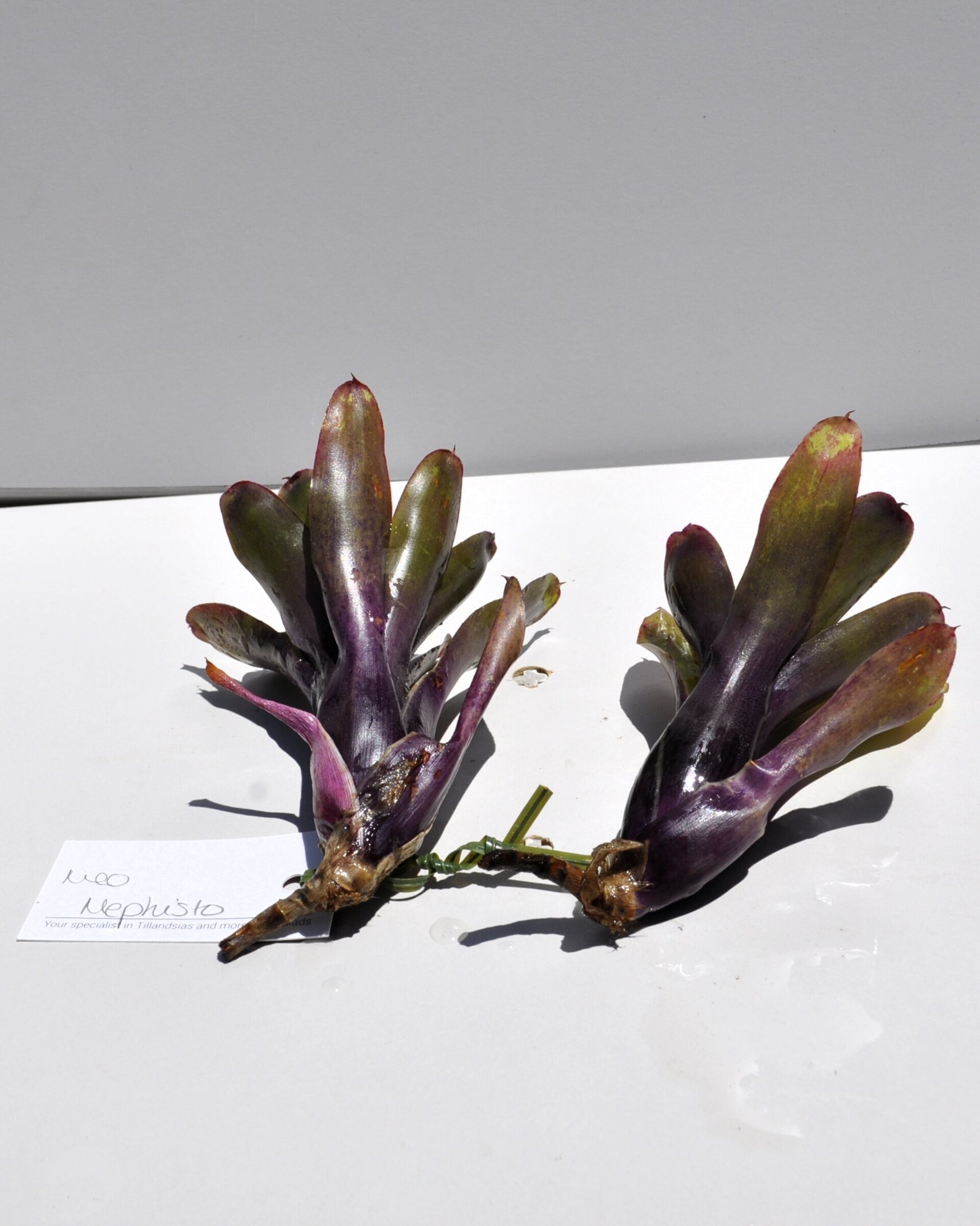 Neoregelia 'Mephisto' - 4