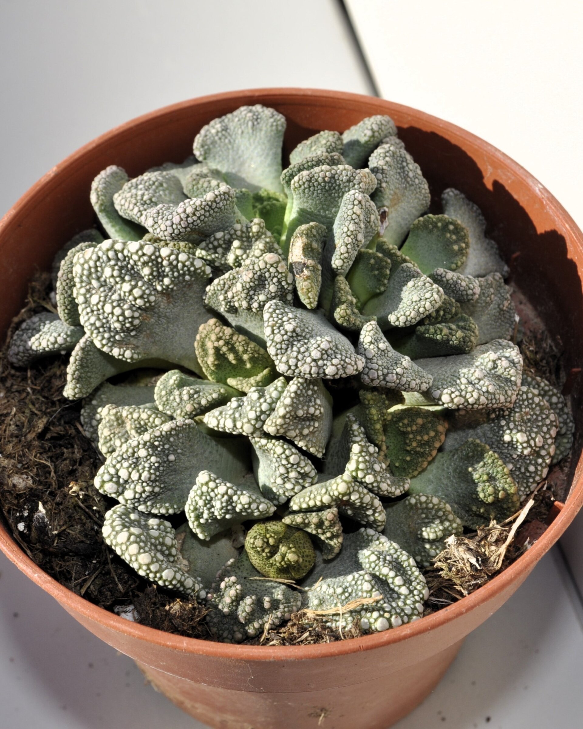 Titanopsis calcarea M8.5 (hoja de cemento [mediana]) - 5