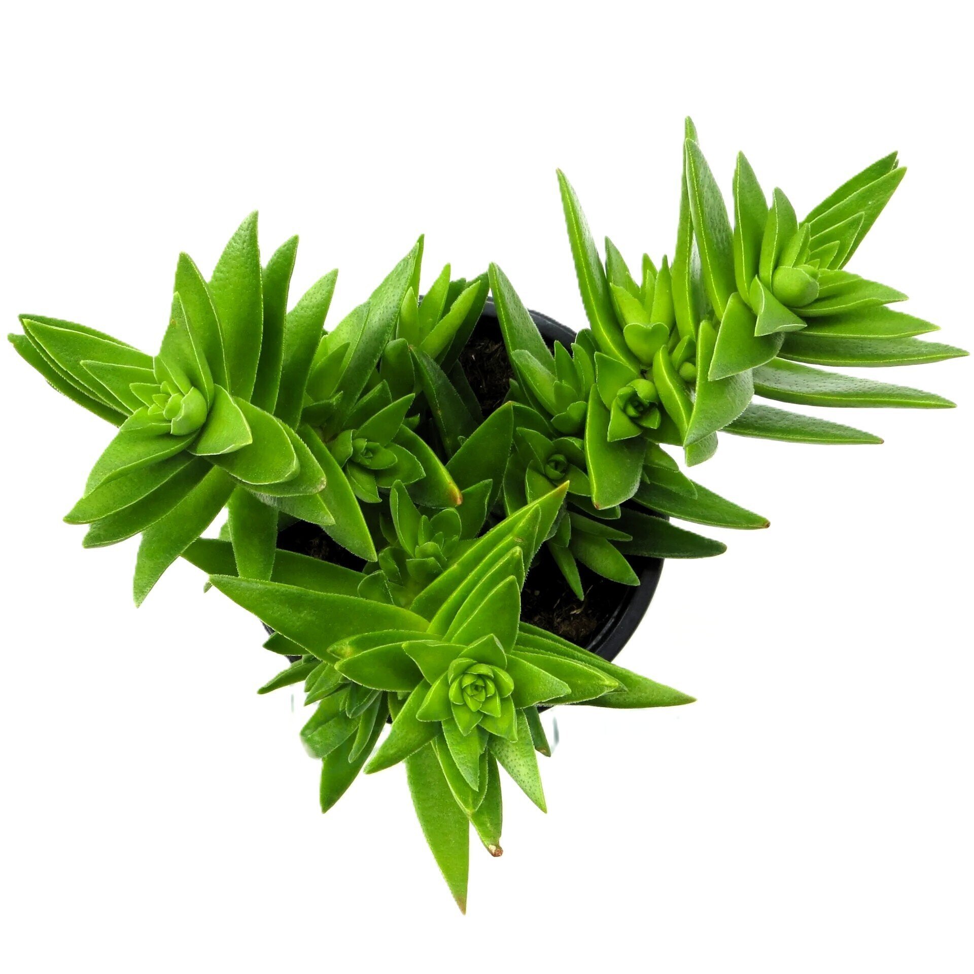 Crassula capitella subsp. thyrsiflora - 2