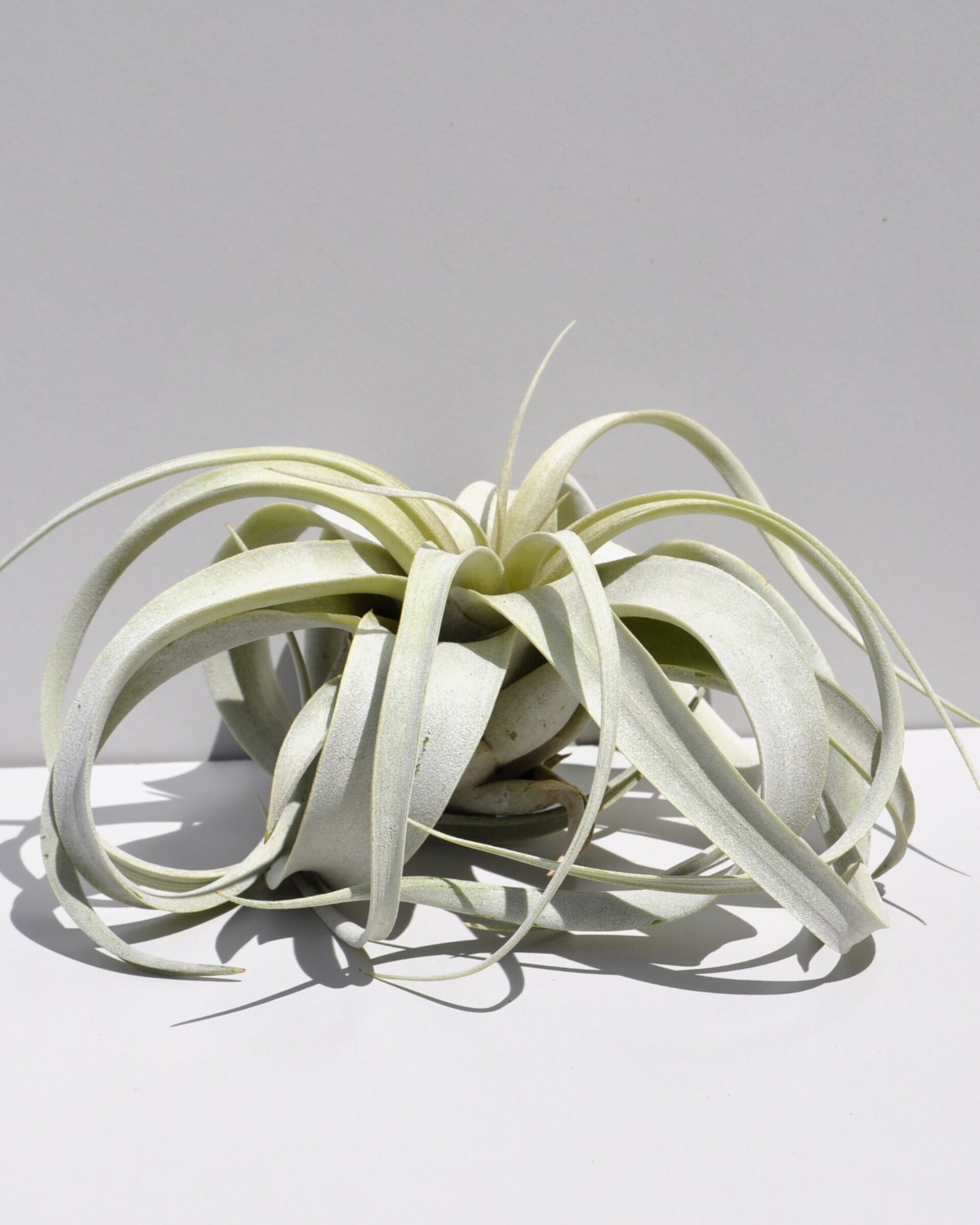 Tillandsia xerographica (pie de gallo) - 6