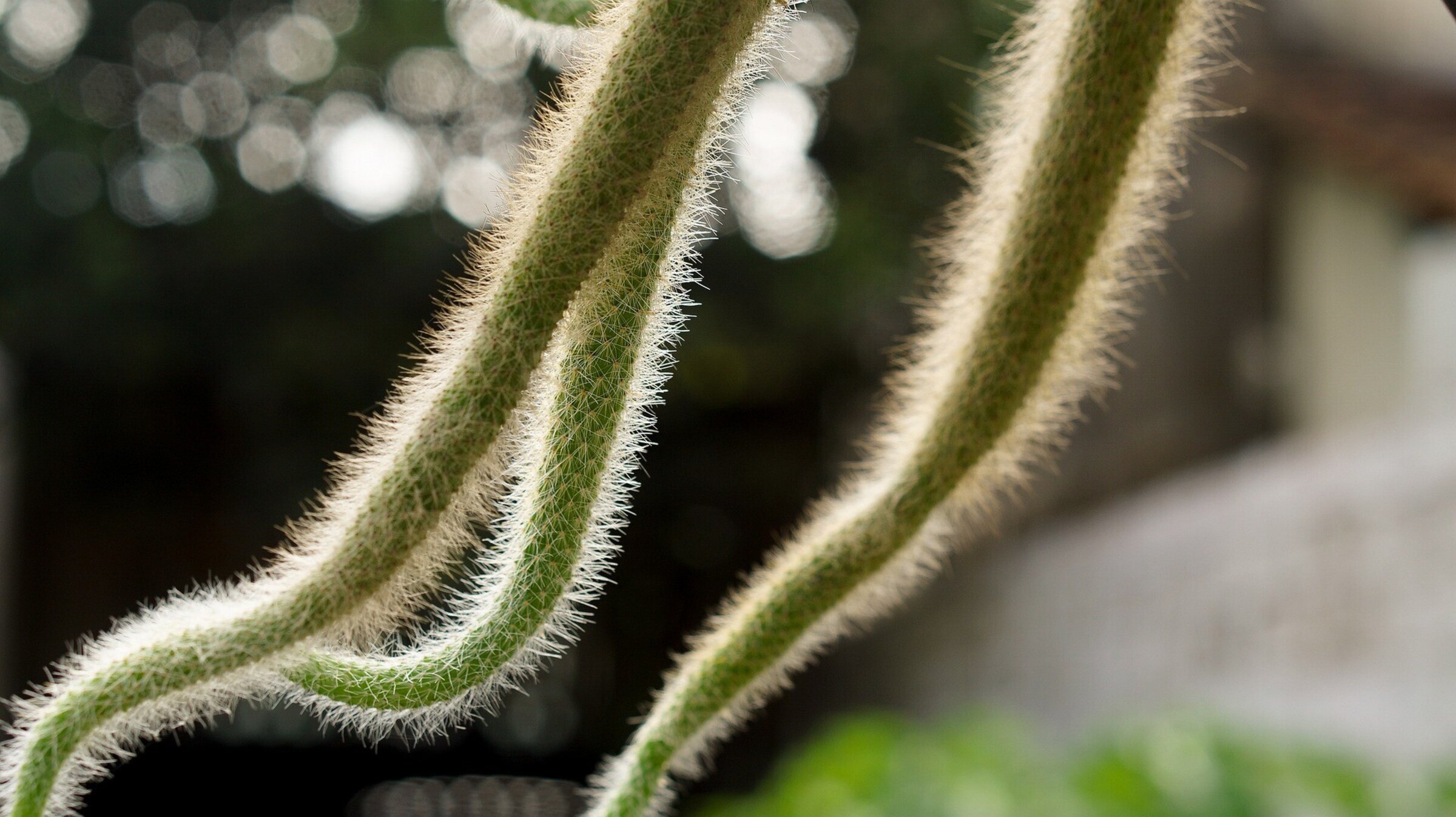 Cactus colgantes (epifitos)