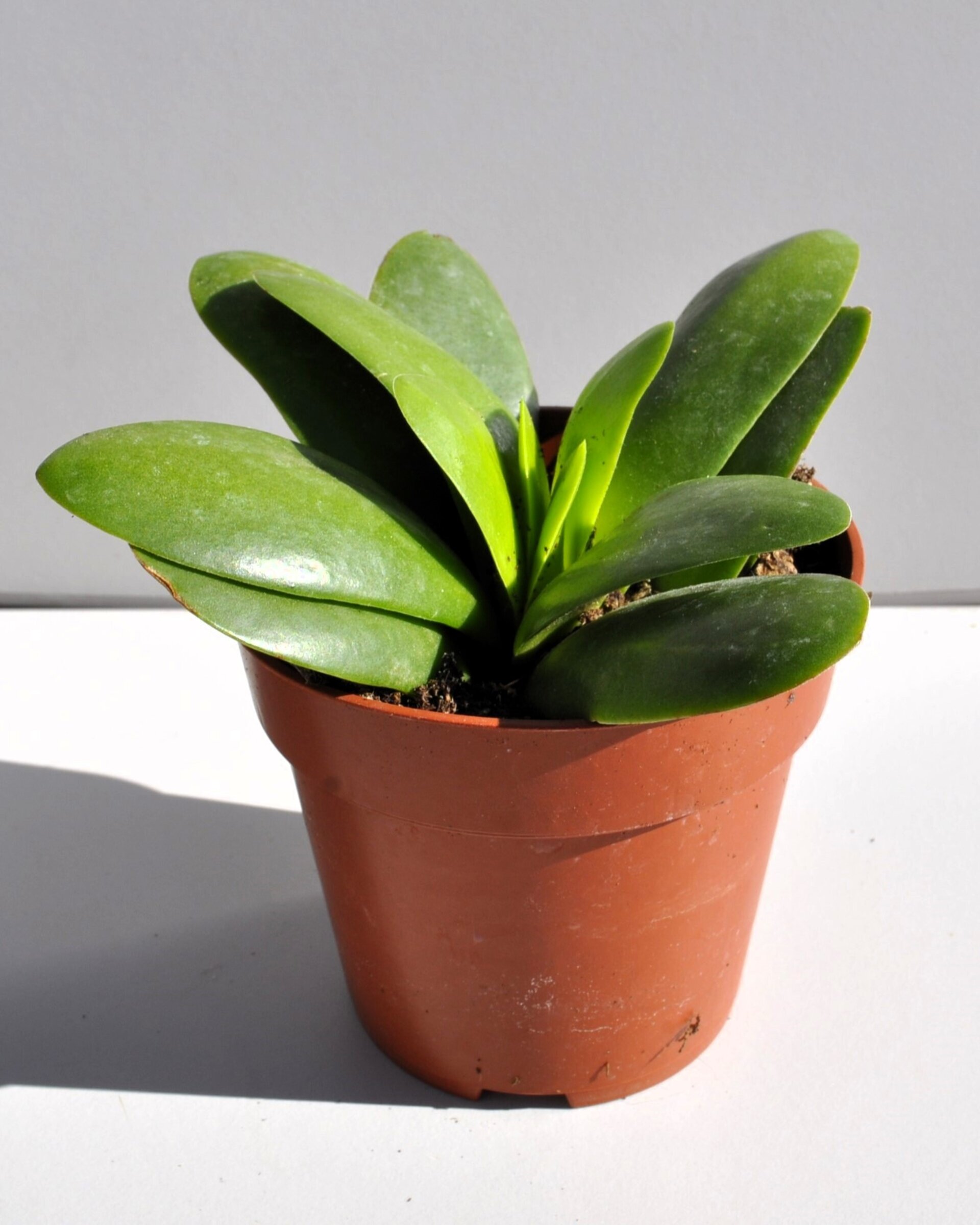 Crassula cf. perfoliata cv. Borracha - 5