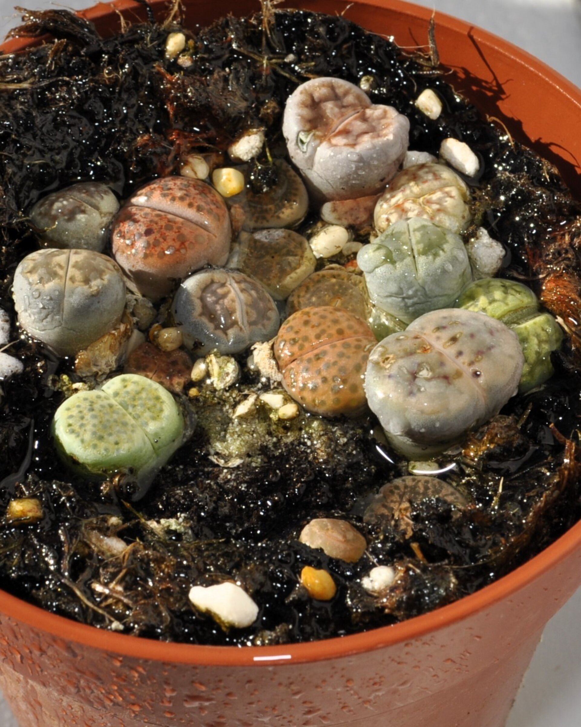 Lithops spp. (planta piedra, piedra viva) - 2