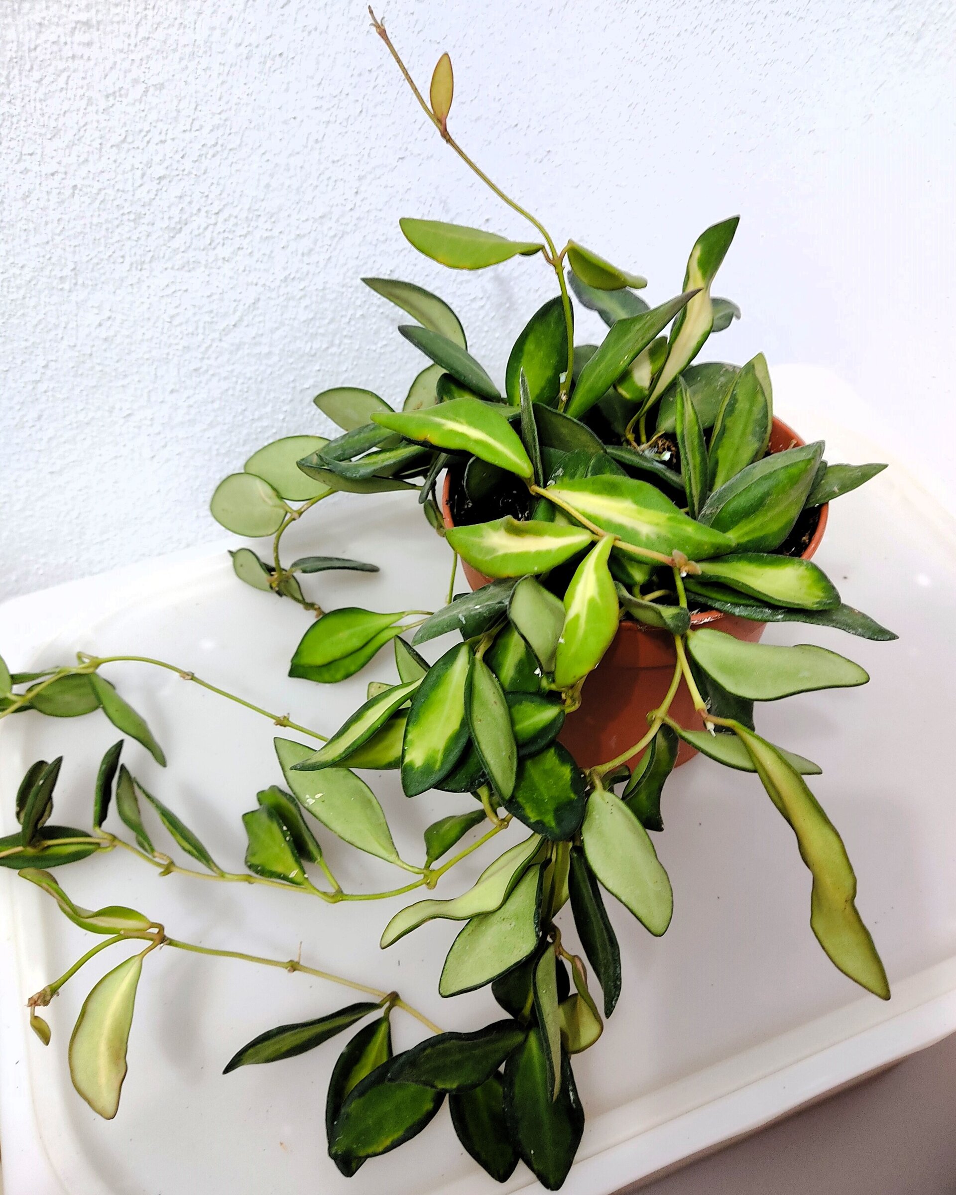 Hoya carnosa 'Tricolor' (grande) - 4