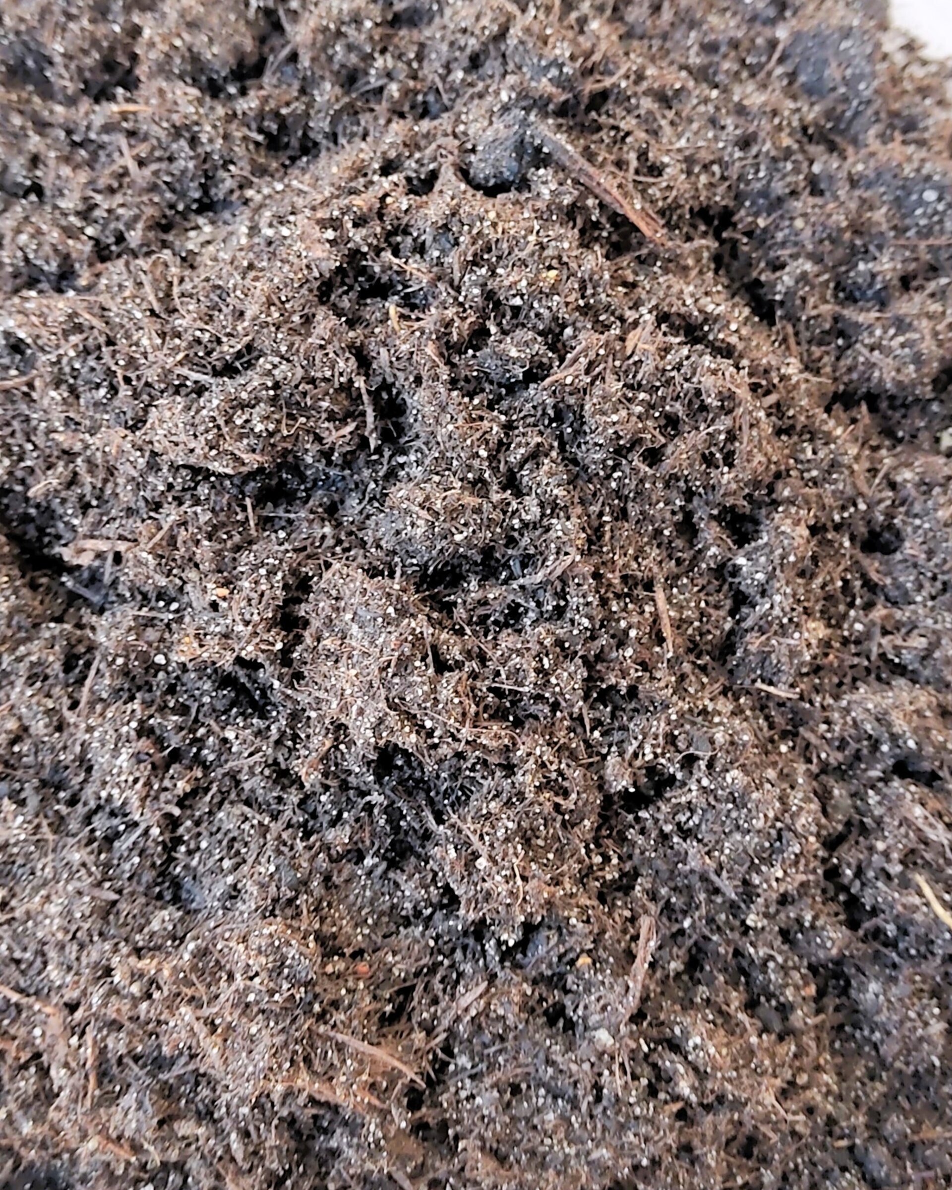 Sustrato para cactus y suculentas 5 litros - KakteenErde Gramoflor - 4