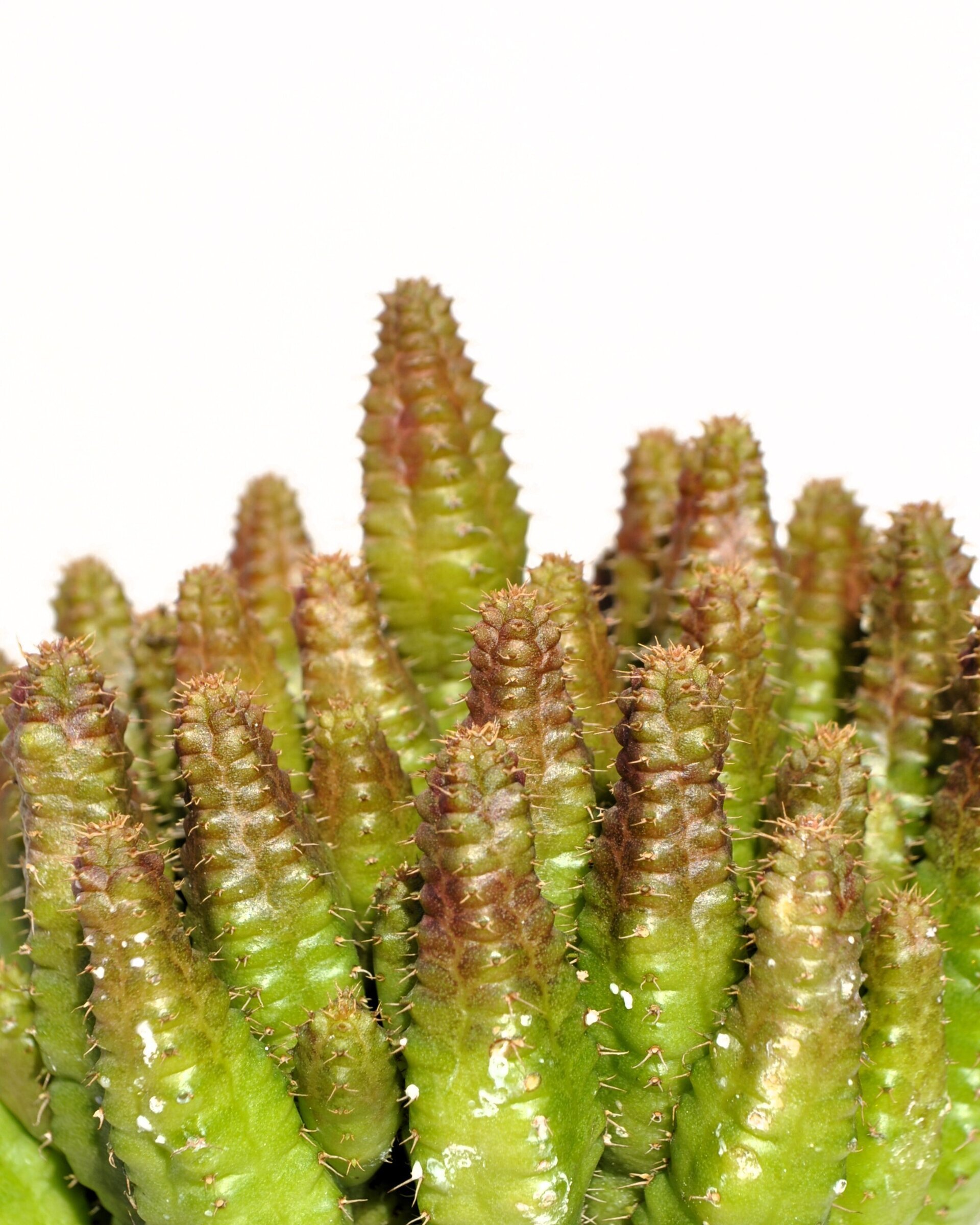 Euphorbia cf. pitica - 7