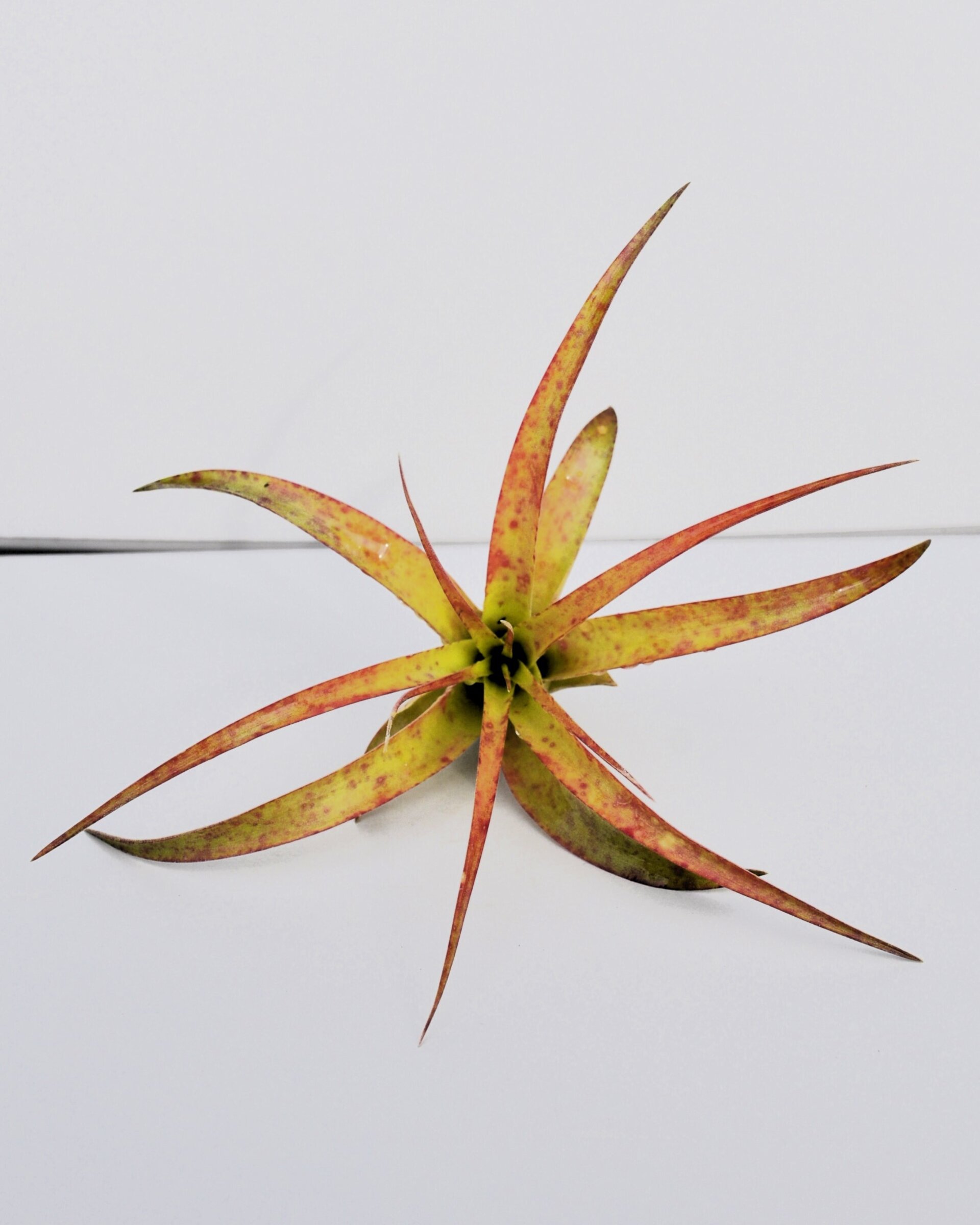 Tillandsia brachycaulos var. brachycaulos - 3