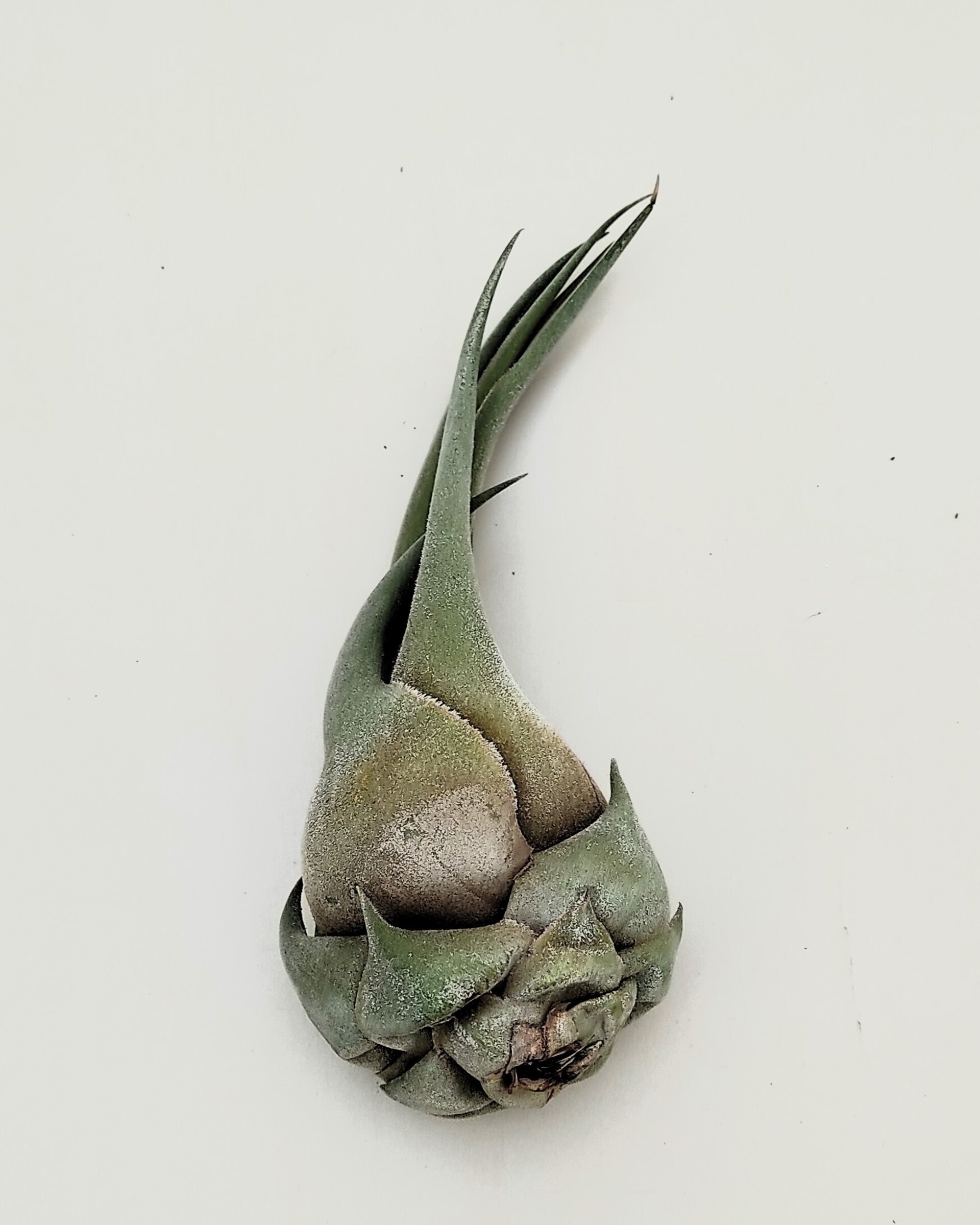 Tillandsia seleriana - 4