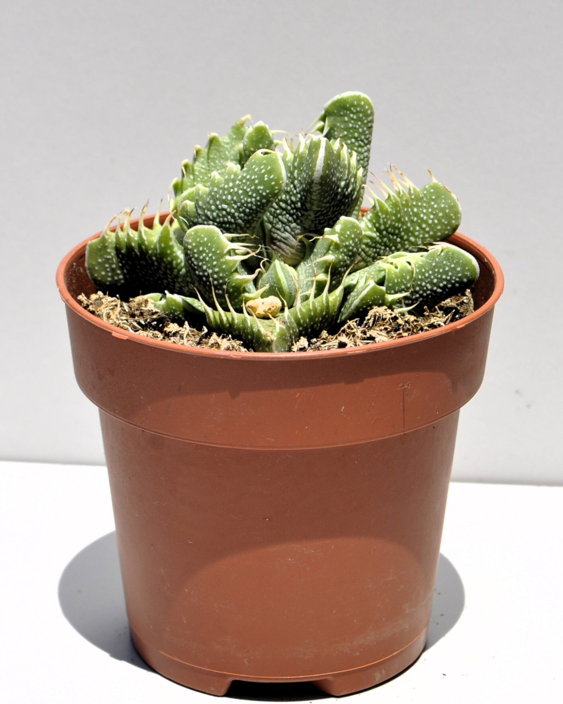 Faucaria tigrina (boca de tigre) - 6