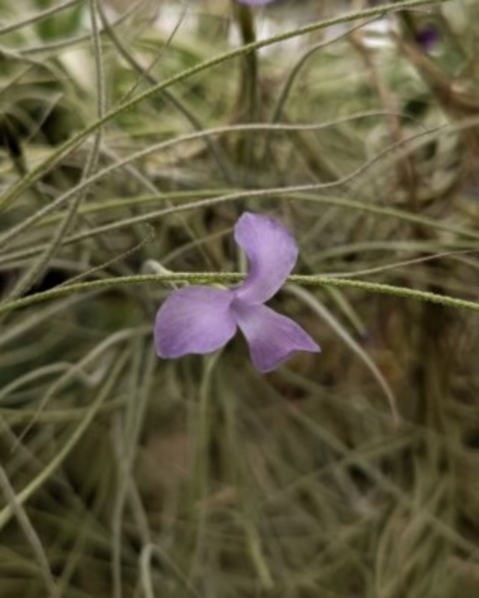 Tillandsia mallemontii - 2
