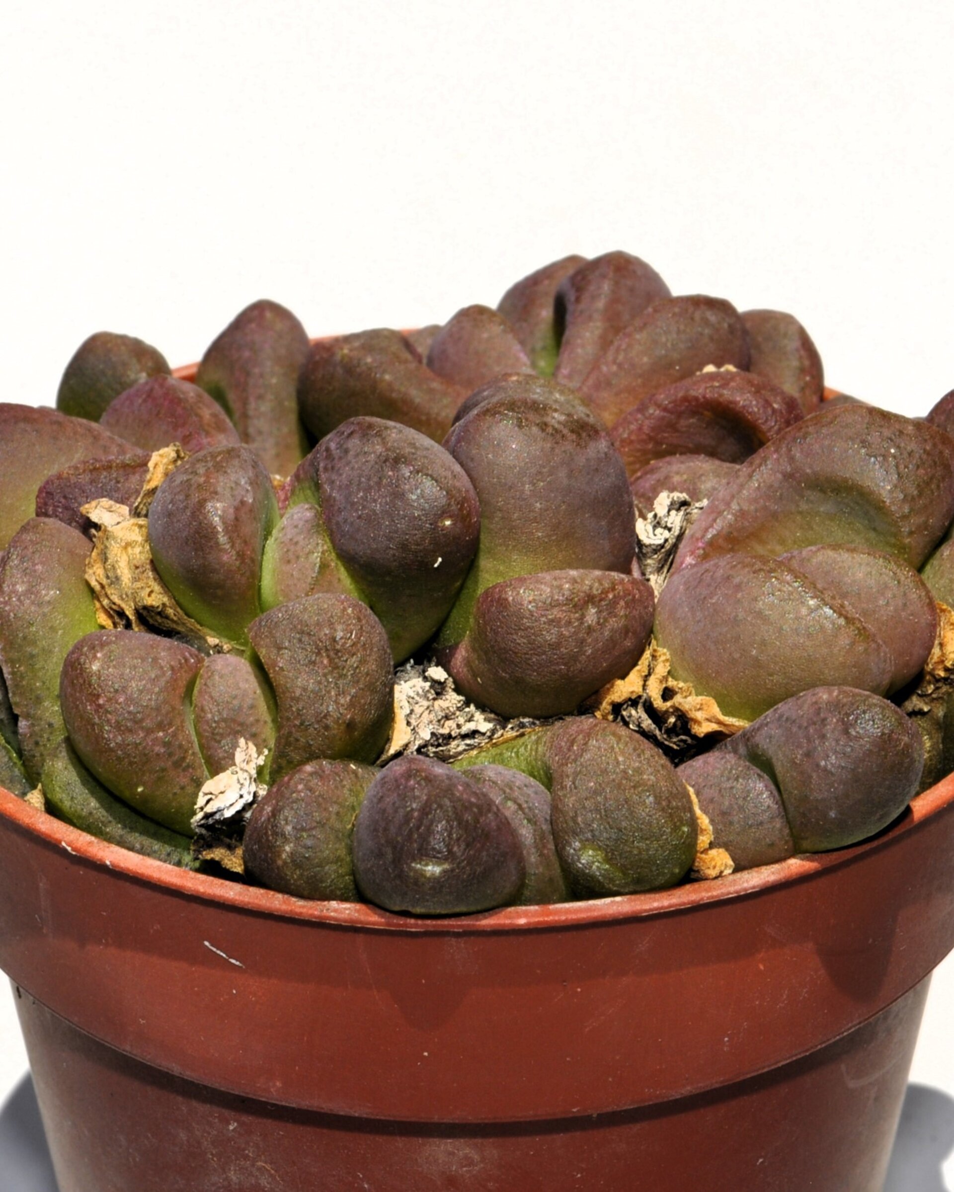 Glottiphyllum pygmaeum M8.5 (lengua de gato) - 1