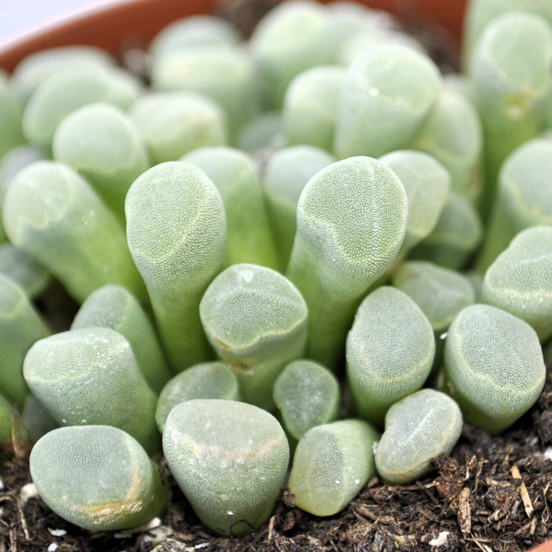 Frithia pulchra (planta ventana, fritia) - 8