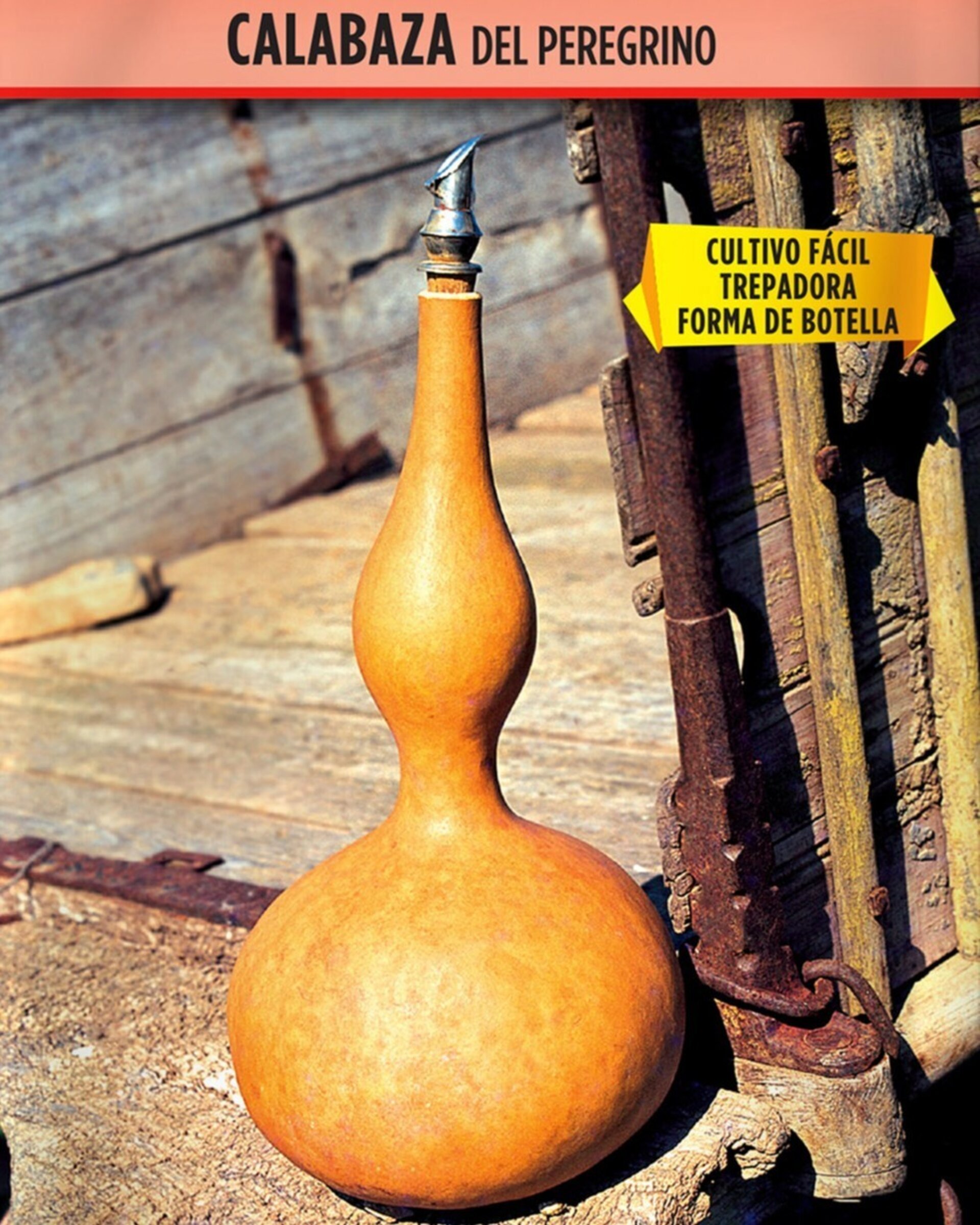 Lagenaria siceraria (calabaza del peregrino) - Semillas - 1