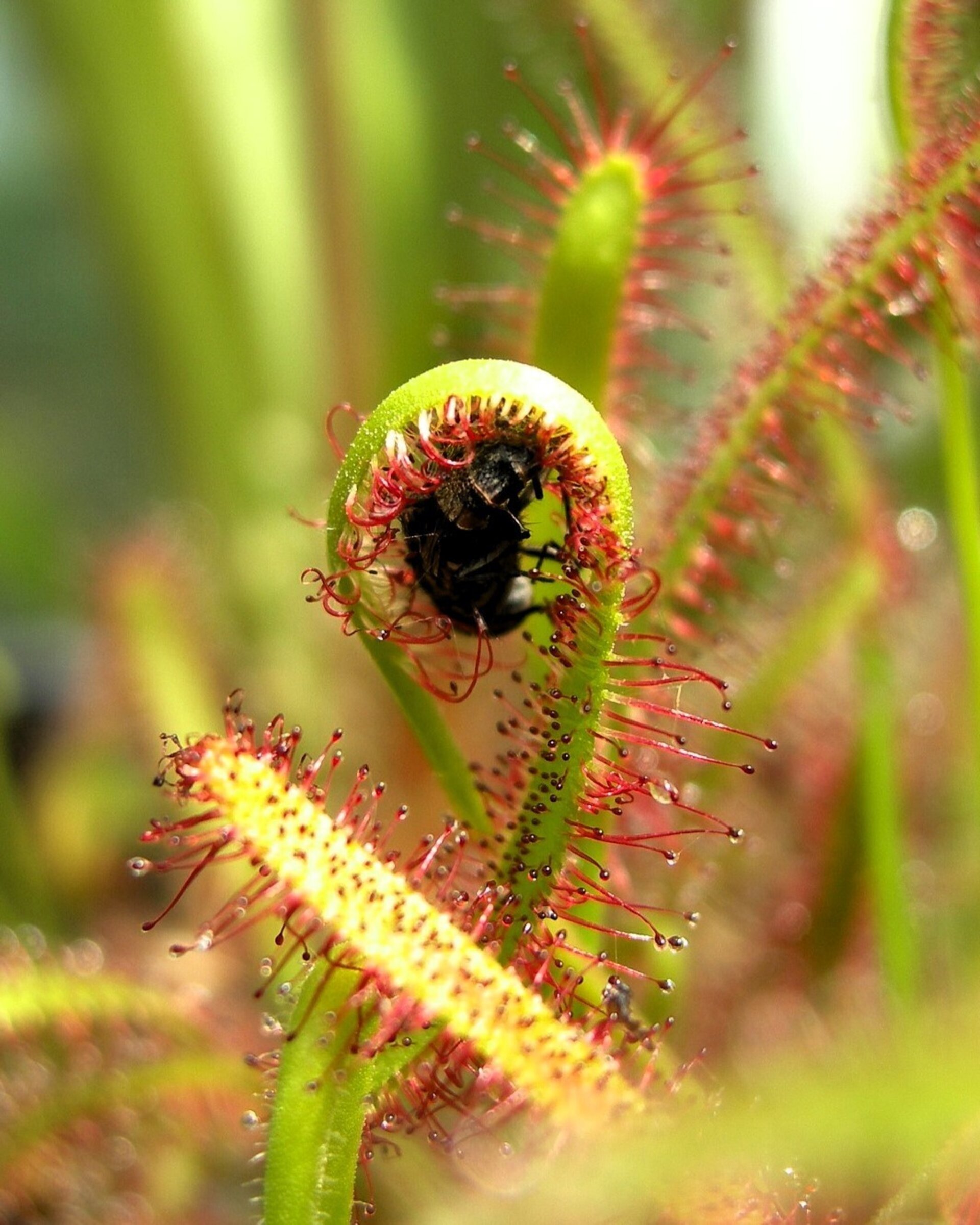 Lote Plantas Carnívoras - 5 ejemplares (M5,5) - 2