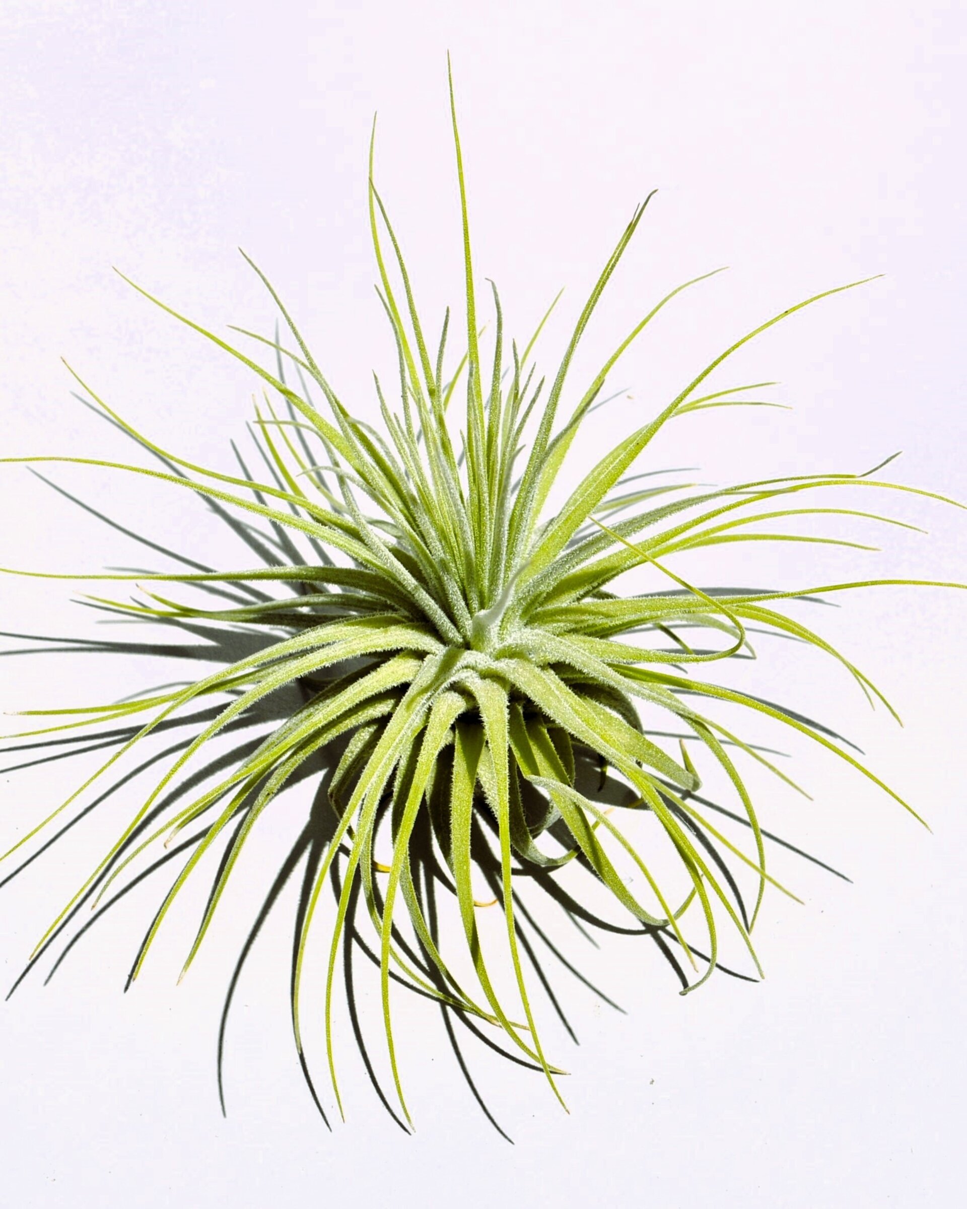 Tillandsia magnusiana - 2