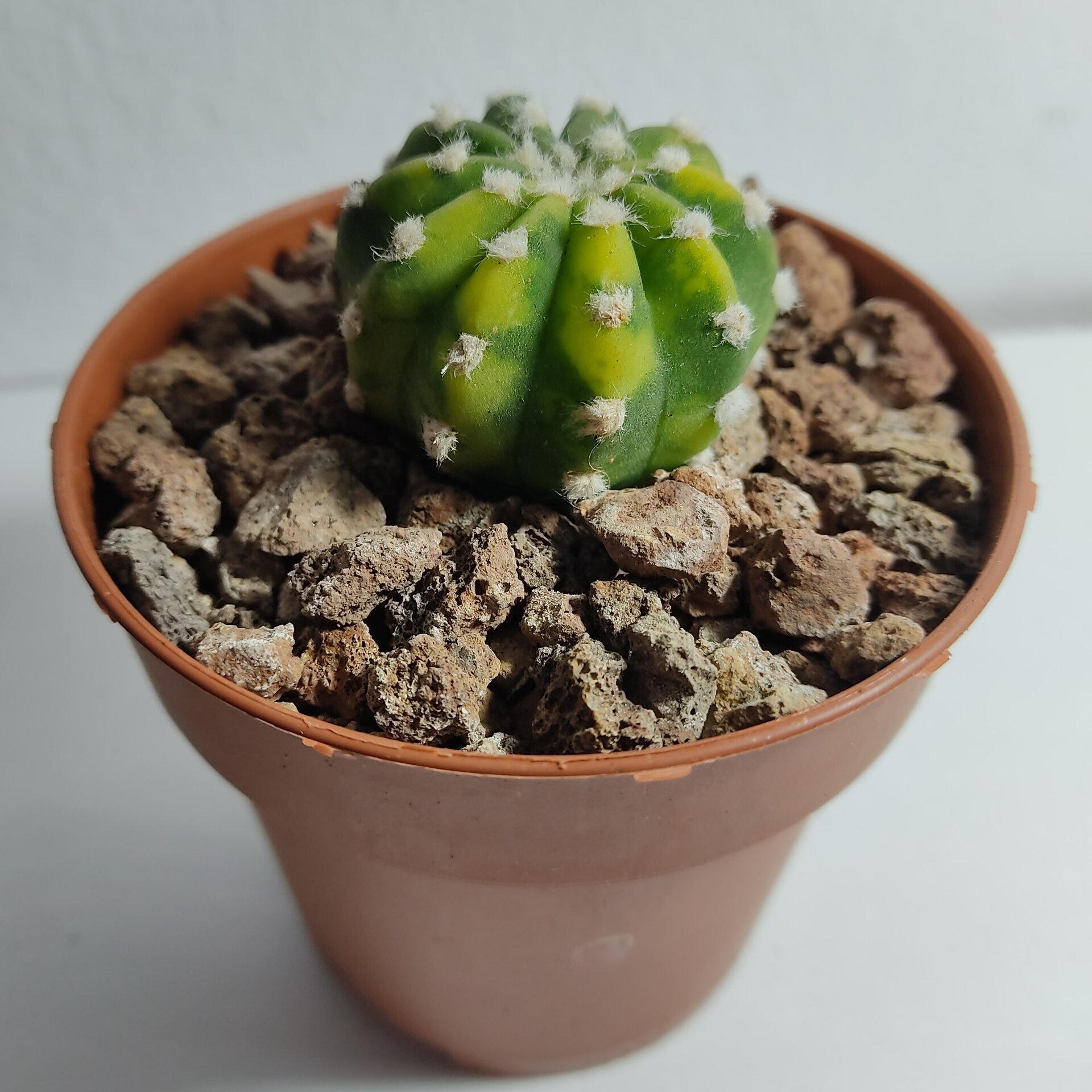 Echinopsis subdenudata Variegata M8,5 - 5