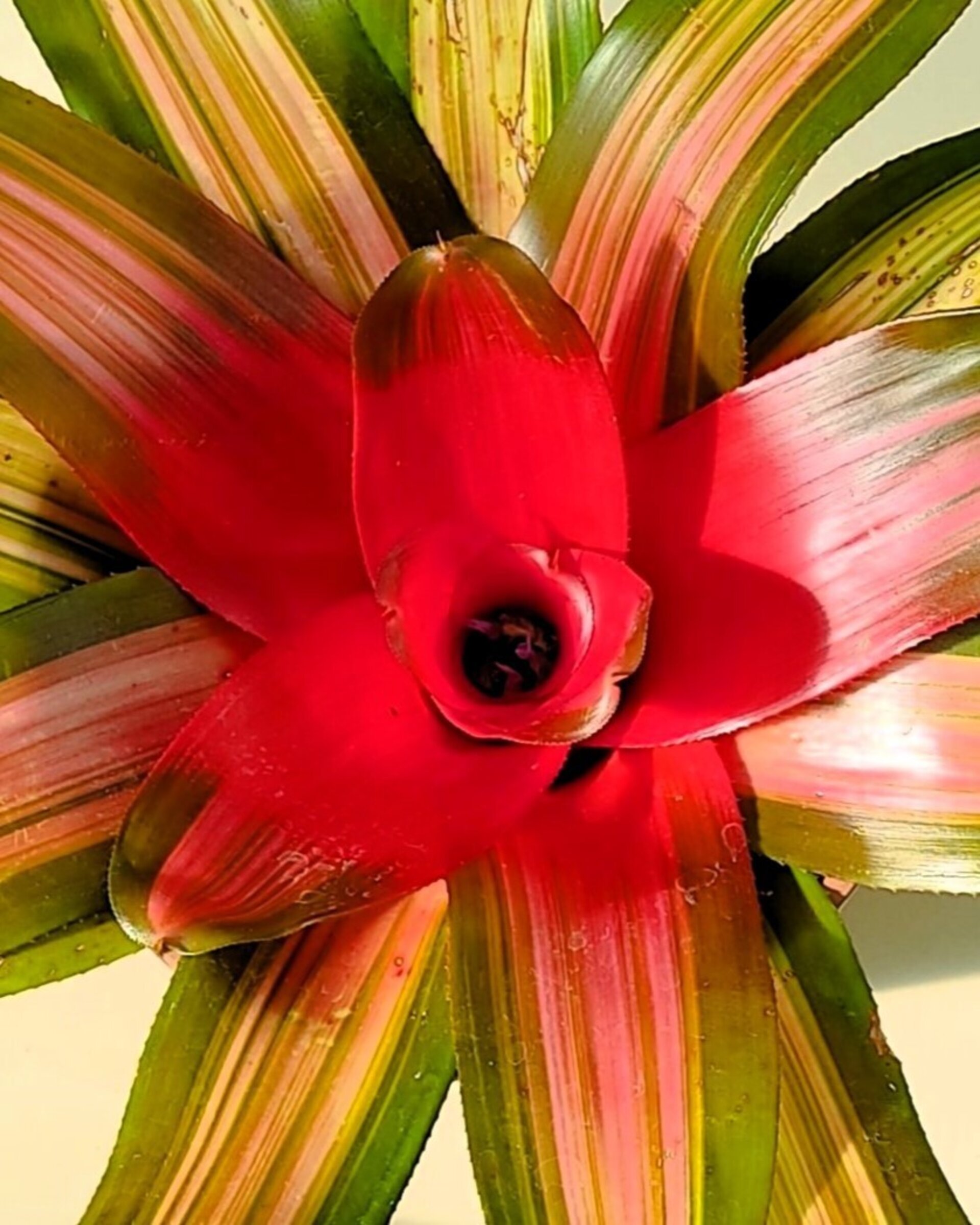 Neoregelia 'Vulcana' - 3