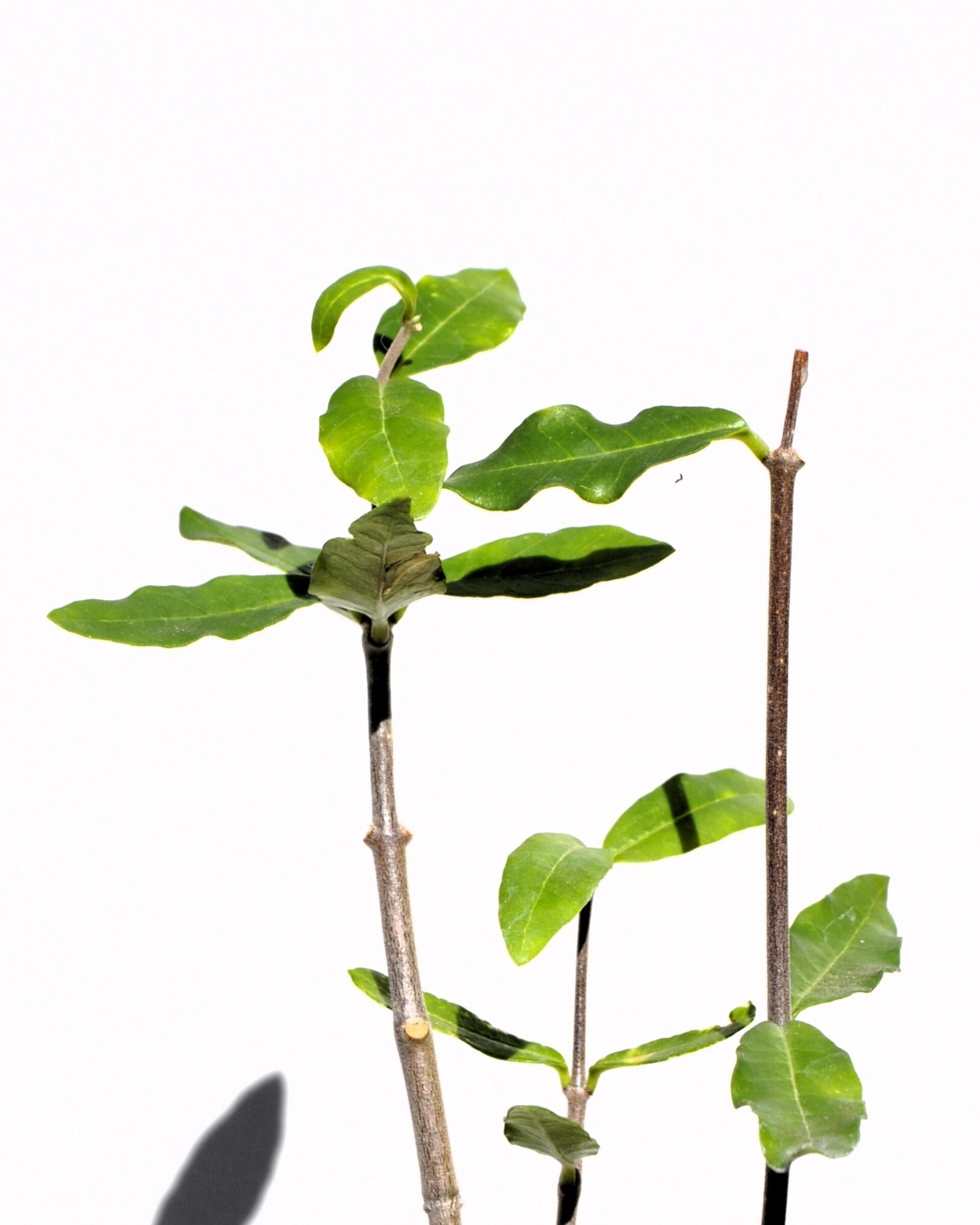 Fockea edulis (planta botella, pan de los hotentotes) - 4