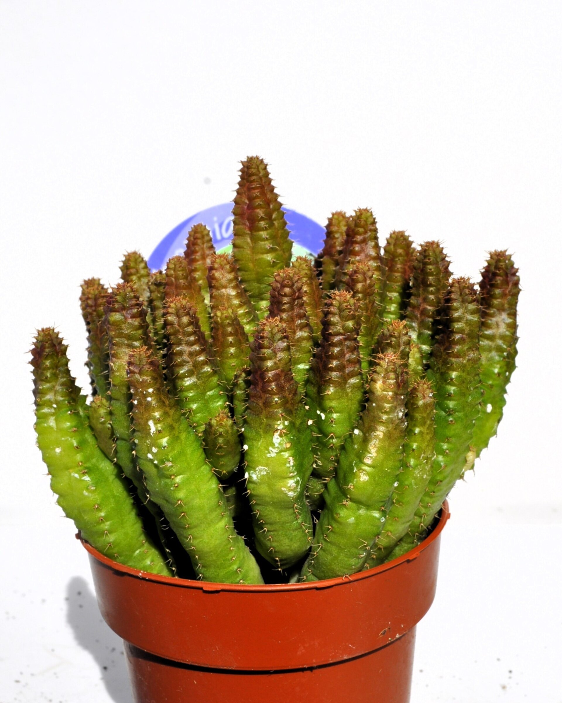 Euphorbia cf. pitica - 2