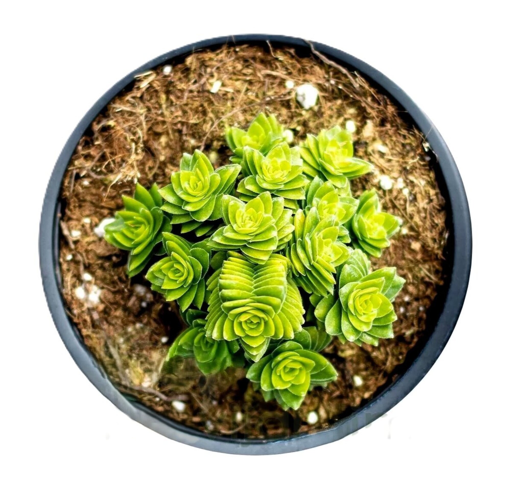 Crassula 'Spiralis Estagnol' (crásula espiralada) - 1