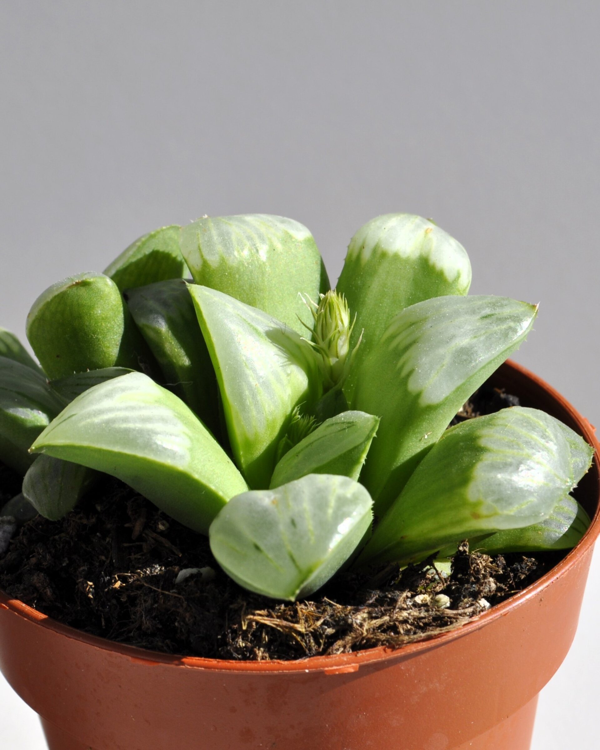 Haworthia 'Byakuya' (estrella de medianoche) - 4