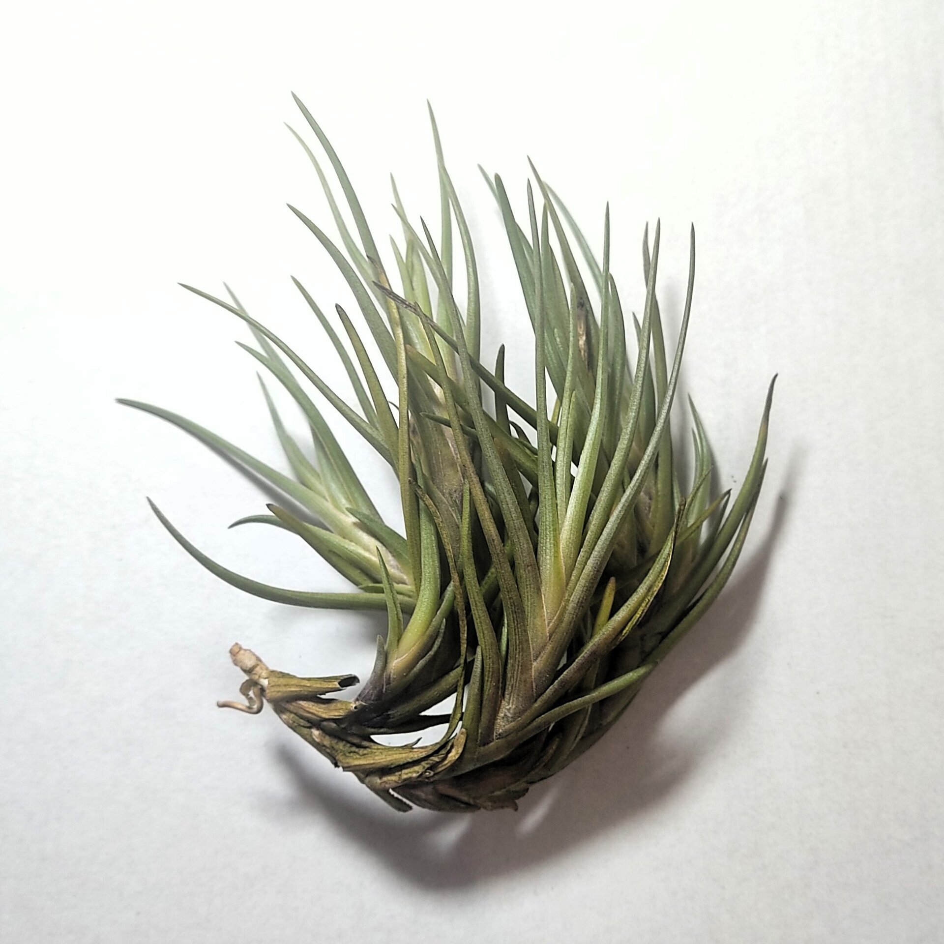 Tillandsia albertiana - 1