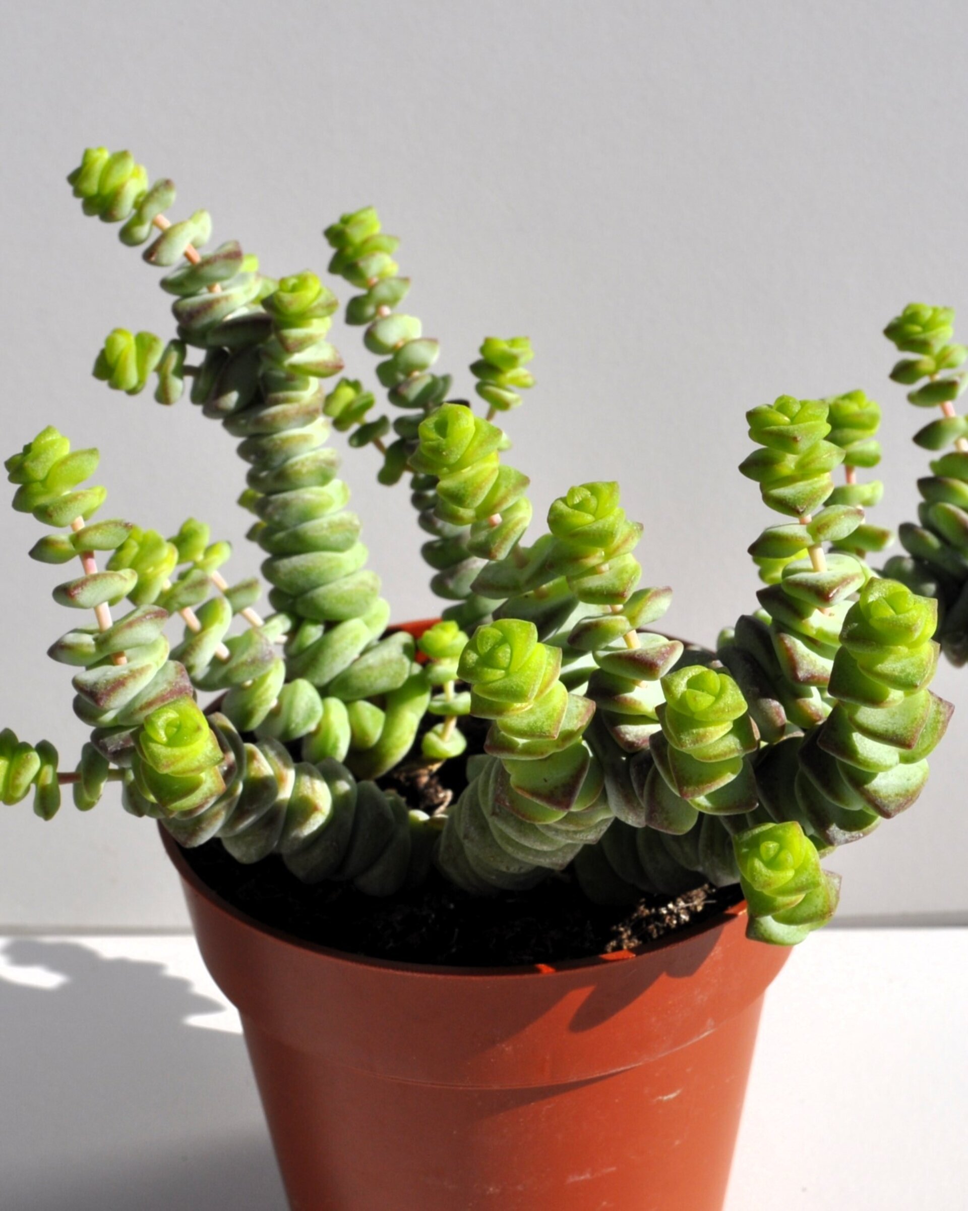 Crassula marnieriana Baby Jade Necklace (collar de jade, pagoda china) - 4