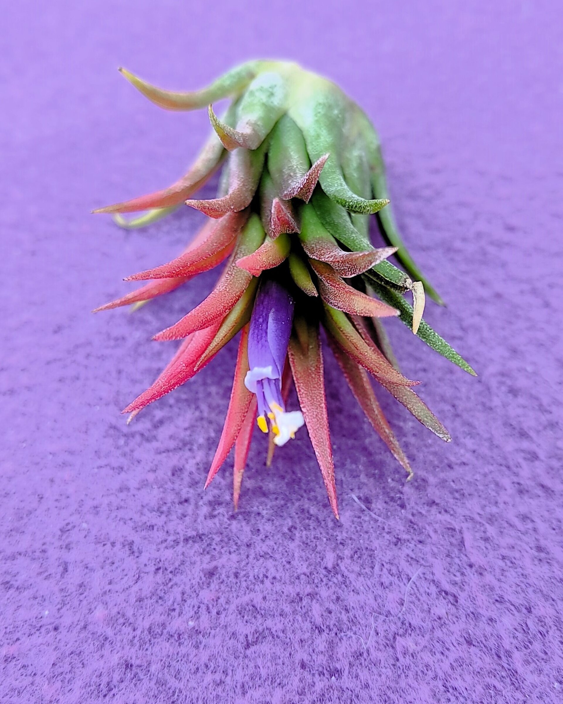 Tillandsia ionantha 'Fuego' - 4