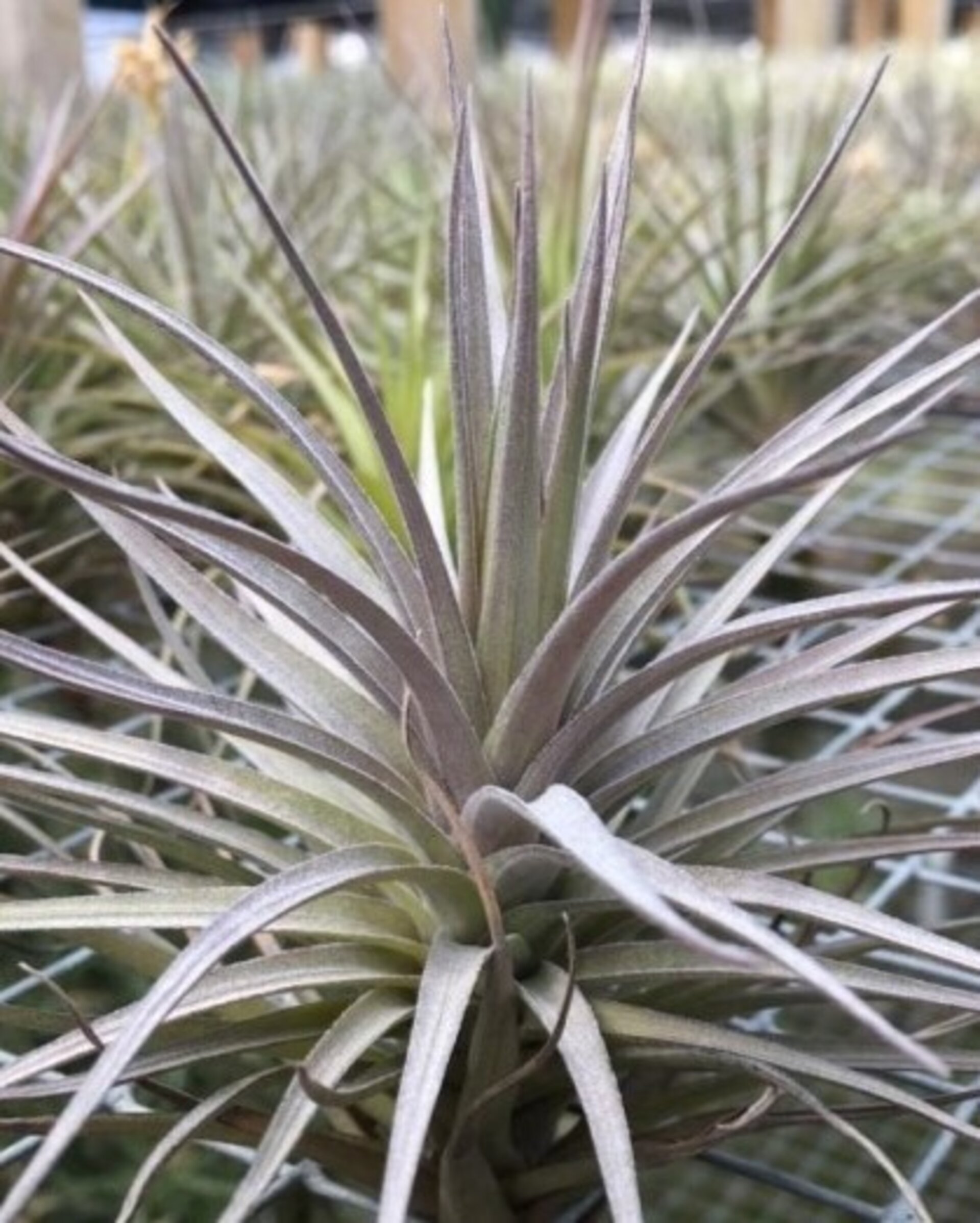 Tillandsia aeranthos 'Negra' - 1