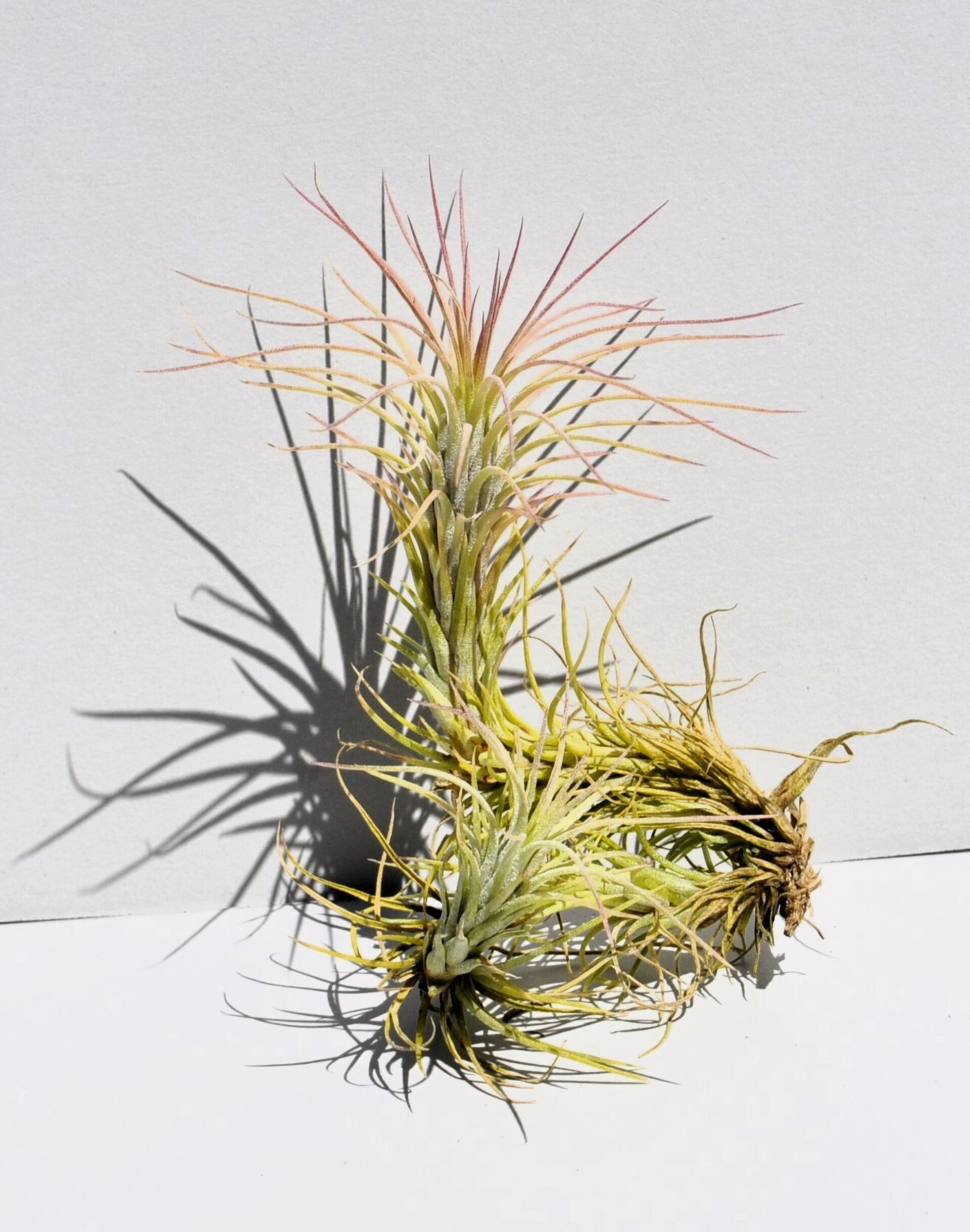 Tillandsia funckiana - 2