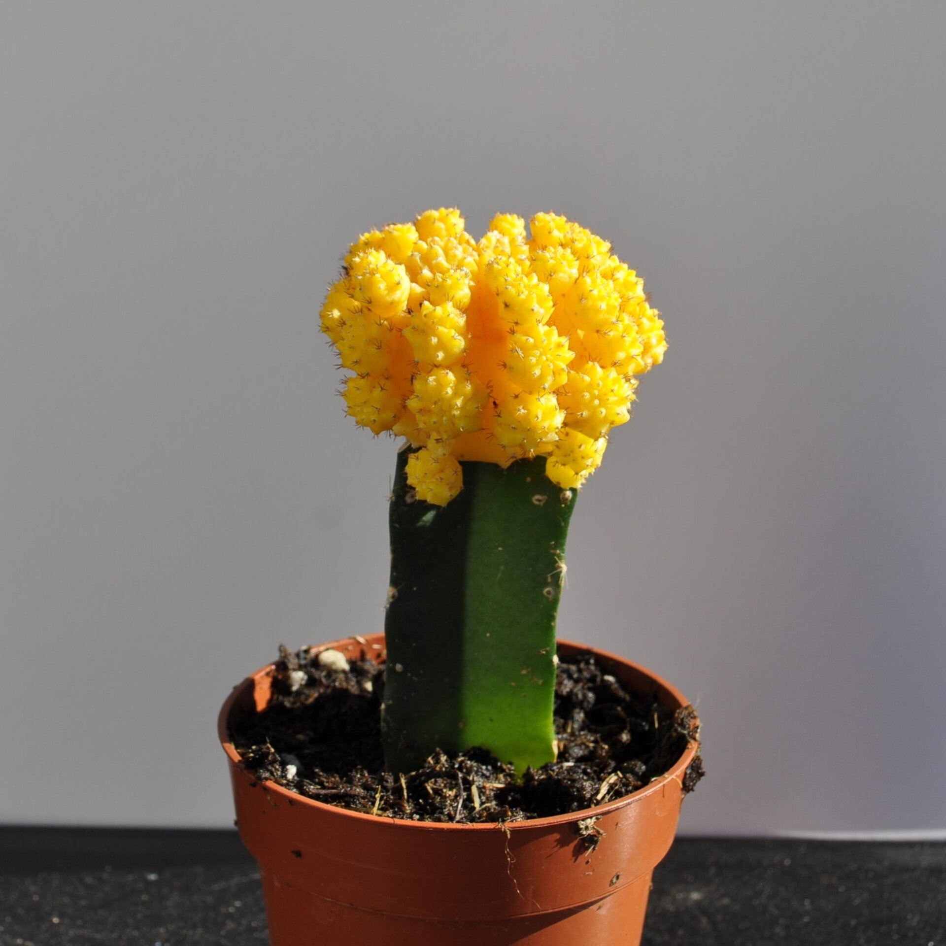 Gymnocalycium mihanovichii injertado - amarillo - 2