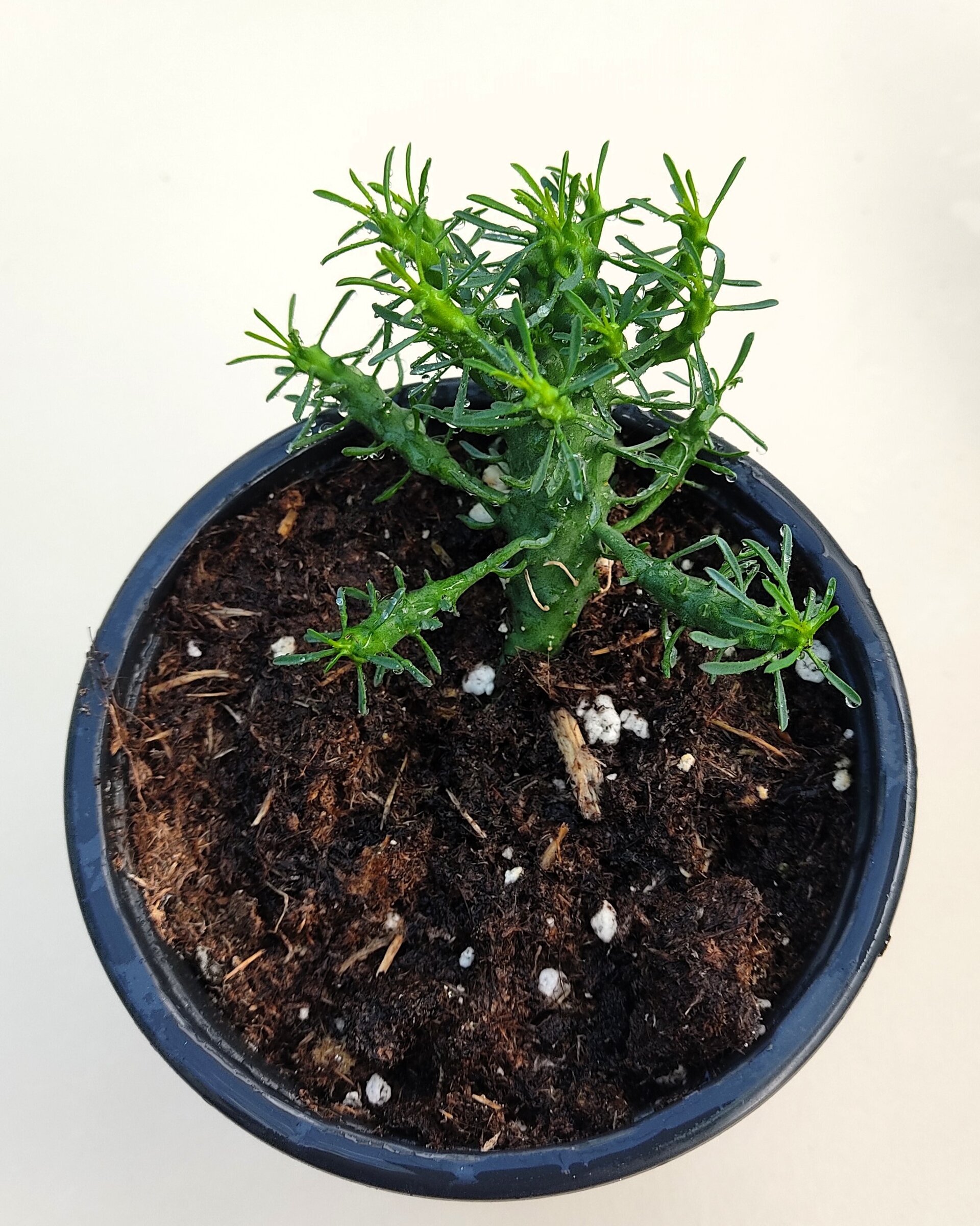 Euphorbia flanaganii (cabeza de Medusa) - 5