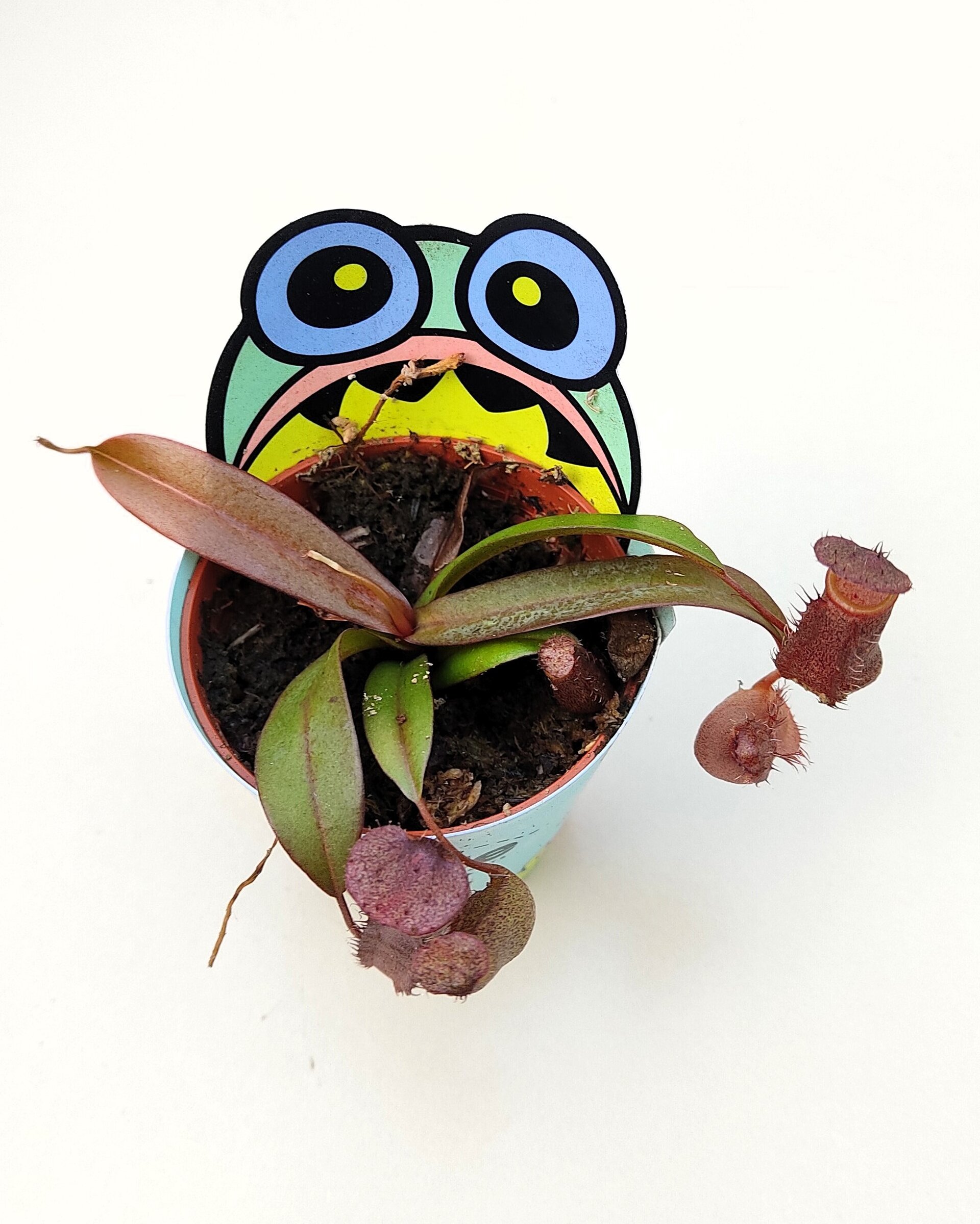 Planta carnívora Nepenthes sp. M5,5 (planta jarro, copa de mono) - 2
