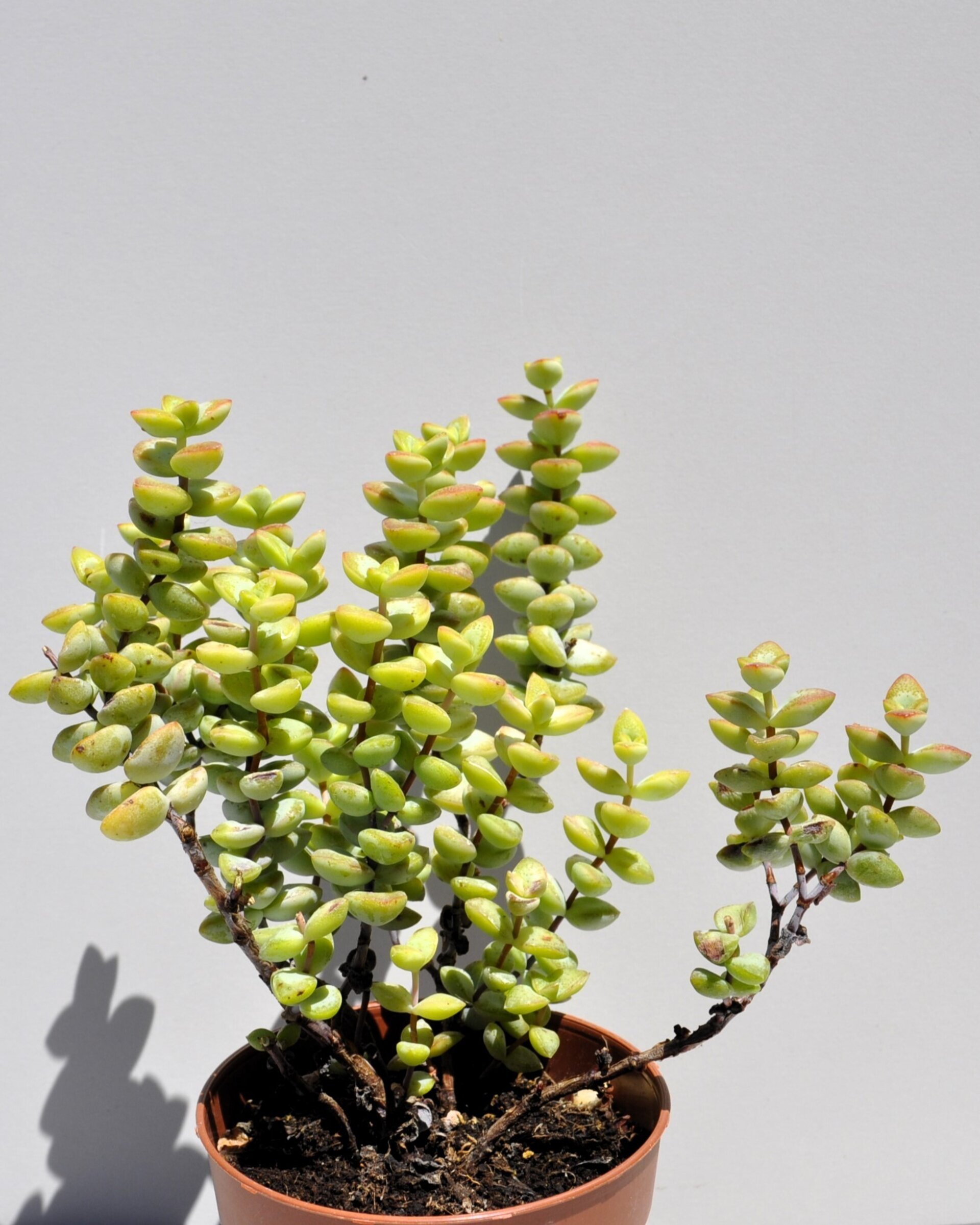 Crassula perforata - 5