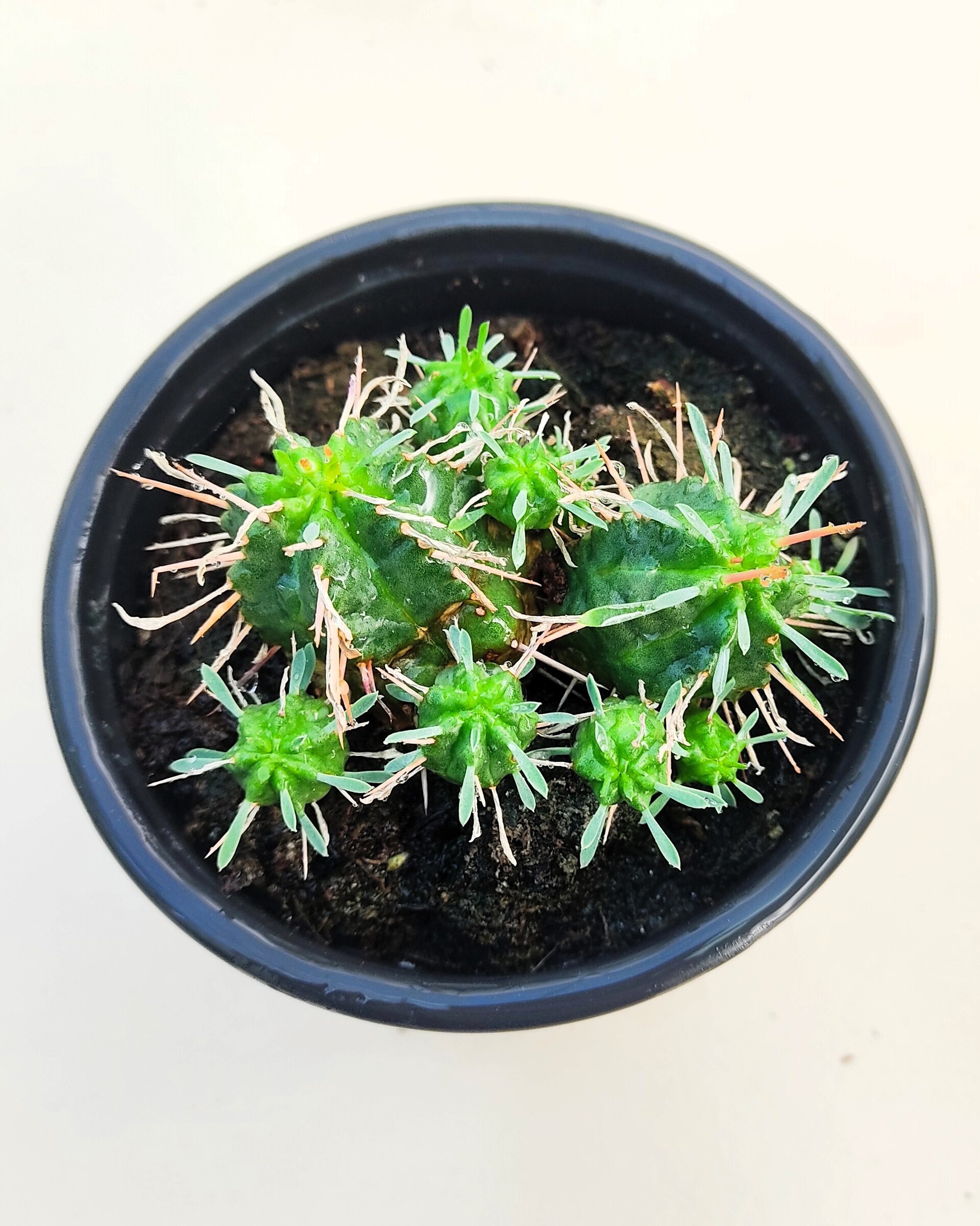 Euphorbia meloformis - 3