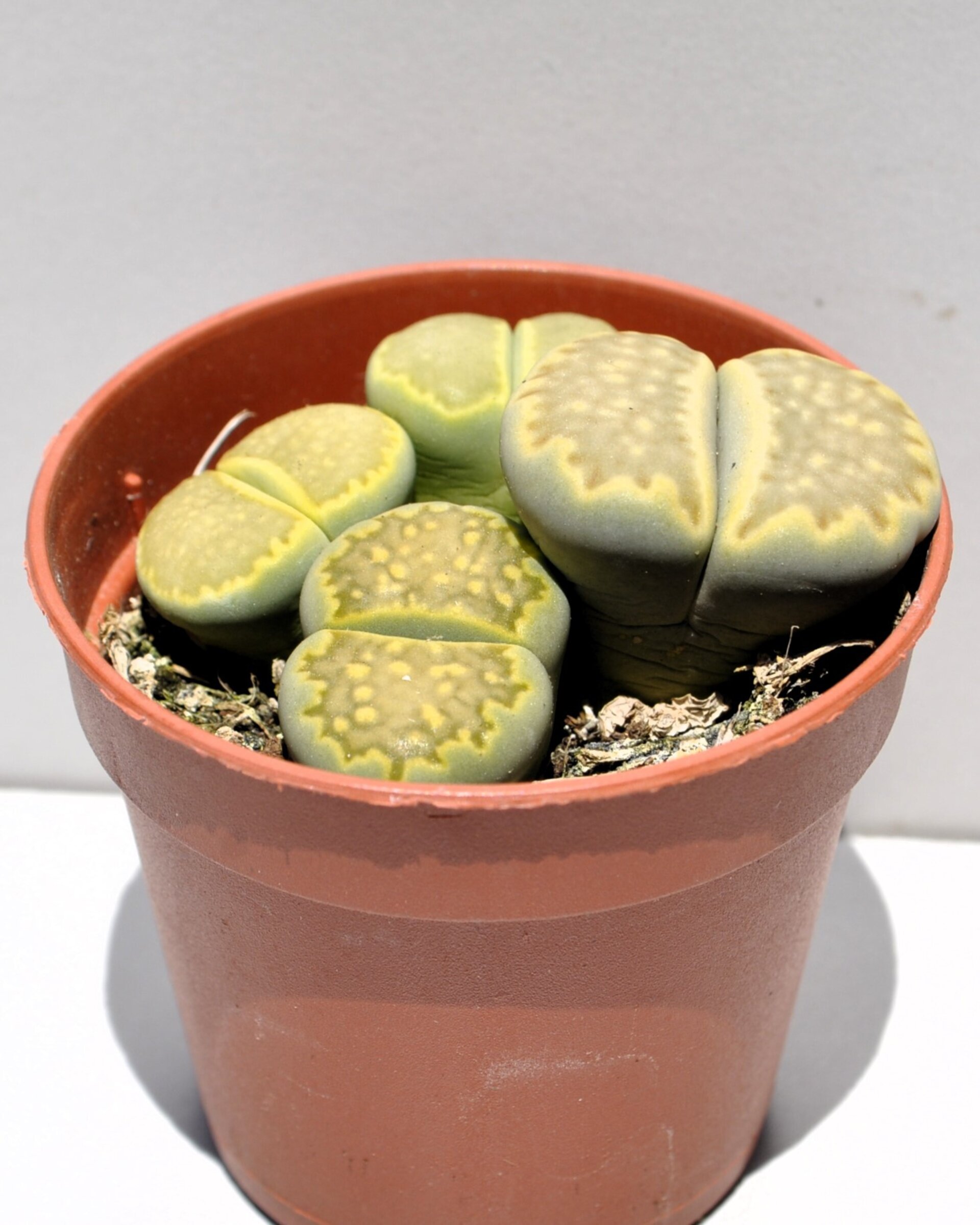 Lithops sp. verdes M 5.5 (planta piedra, piedra viva) - 1