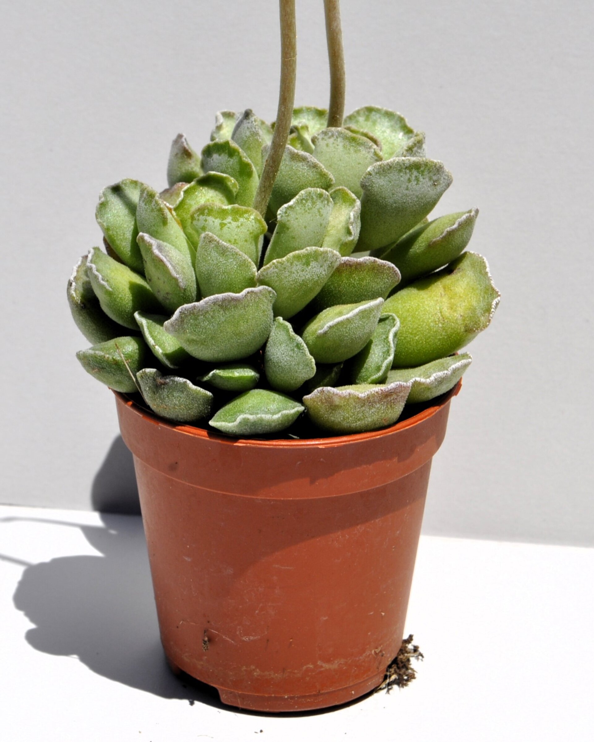 Adromischus cristatus - 3
