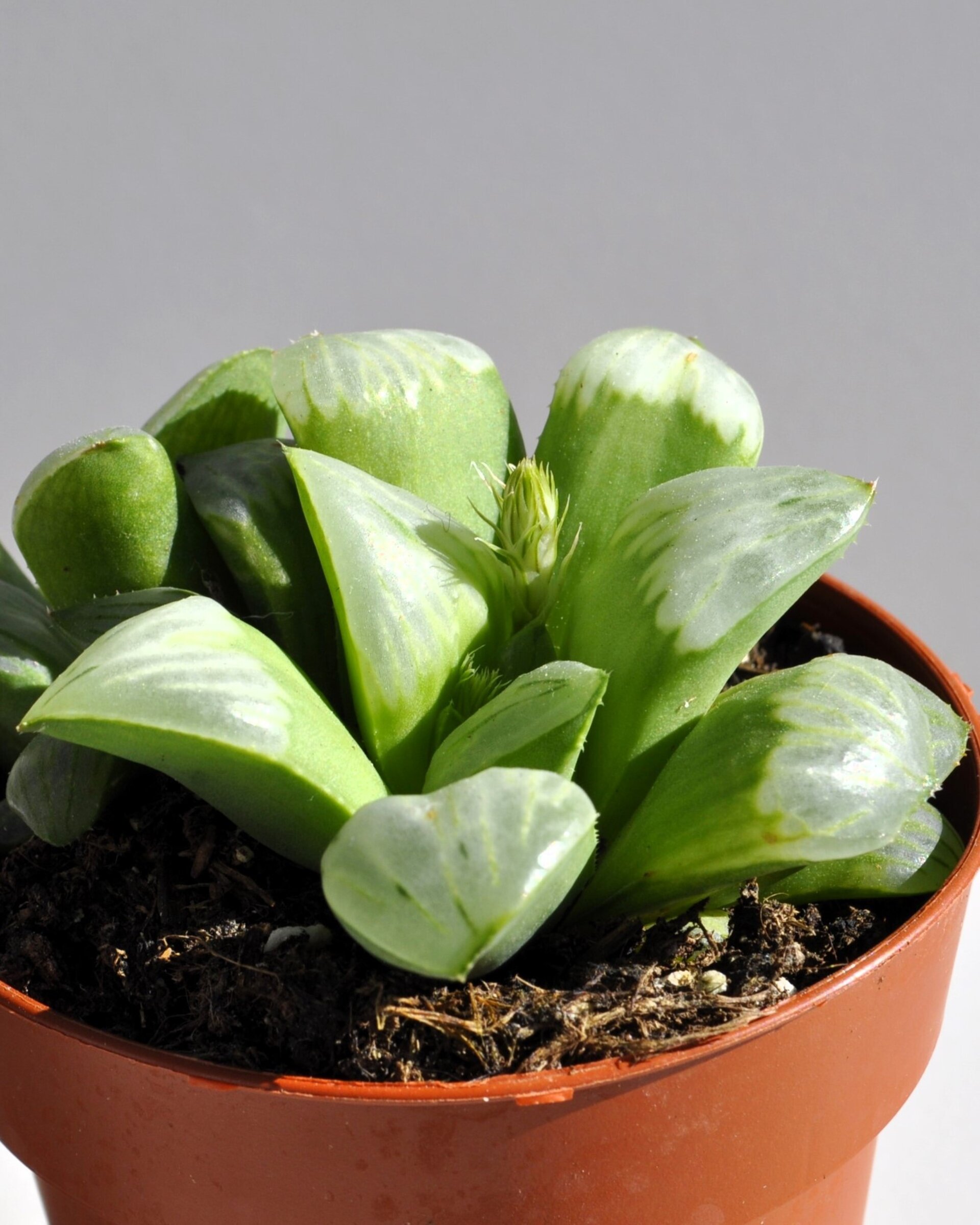 Haworthia 'Byakuya' (estrella de medianoche) - 4