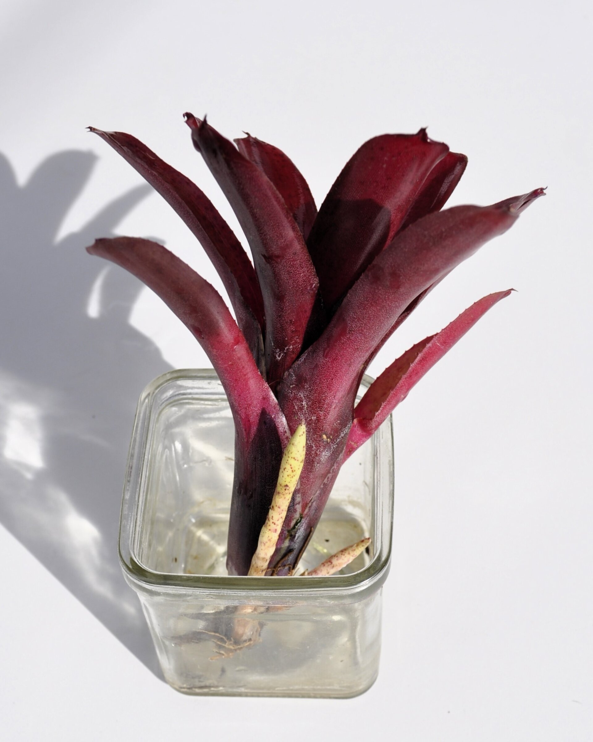 Neoregelia 'Amazon' - 6