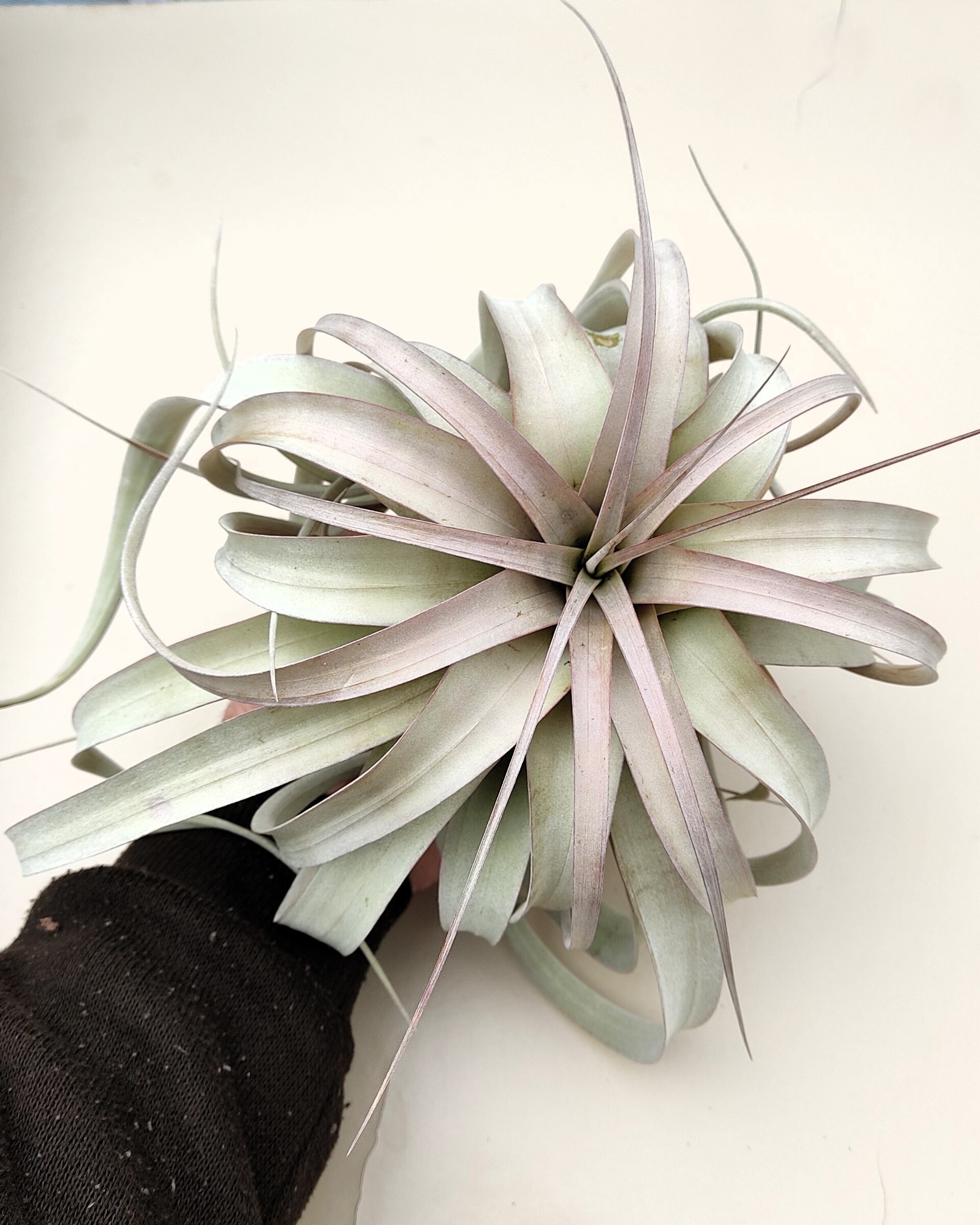 Tillandsia xerographica (pie de gallo) [medium] - 5