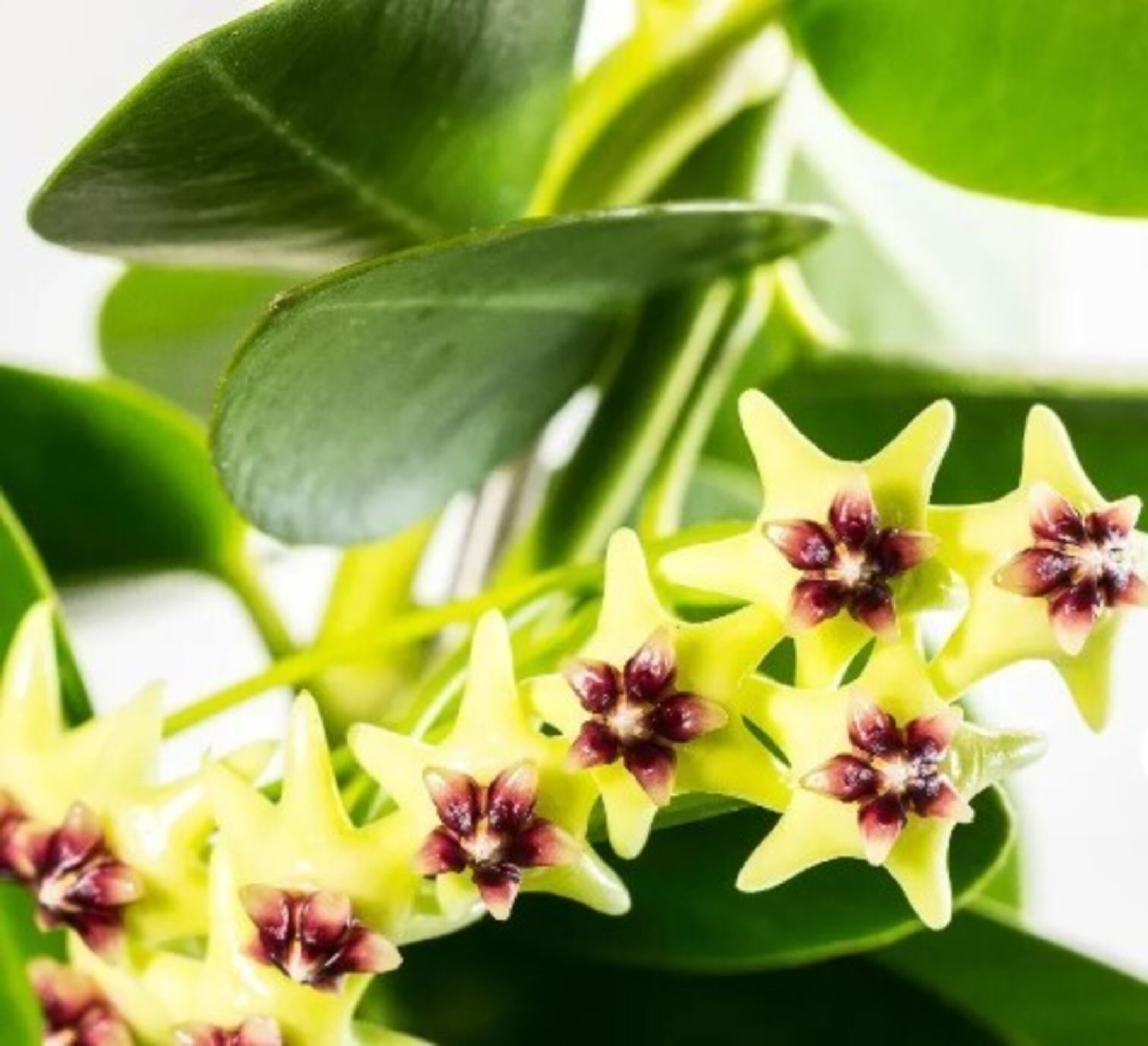 Hoya 'Cumingiana' - 1