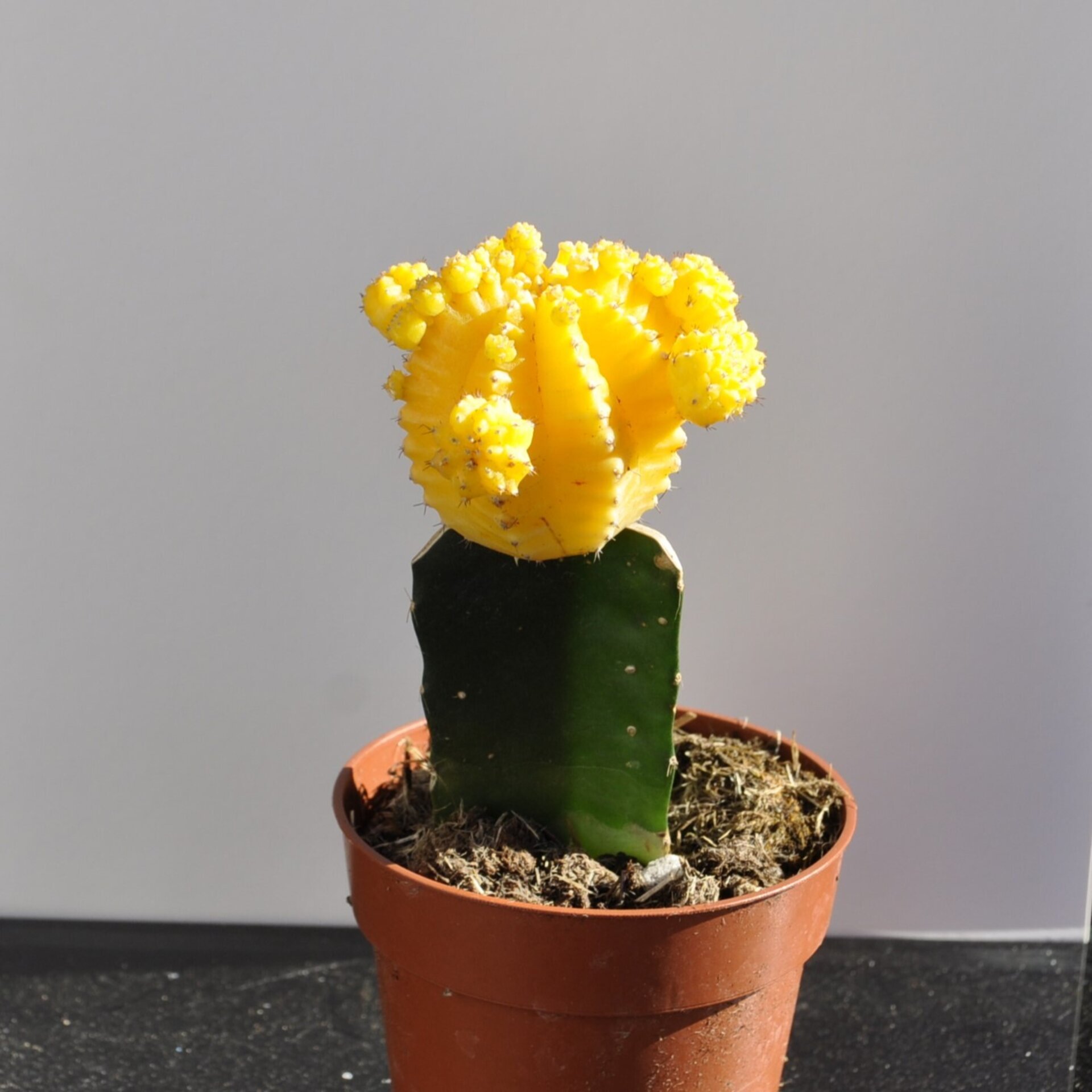 Gymnocalycium mihanovichii injertado - amarillo - 3