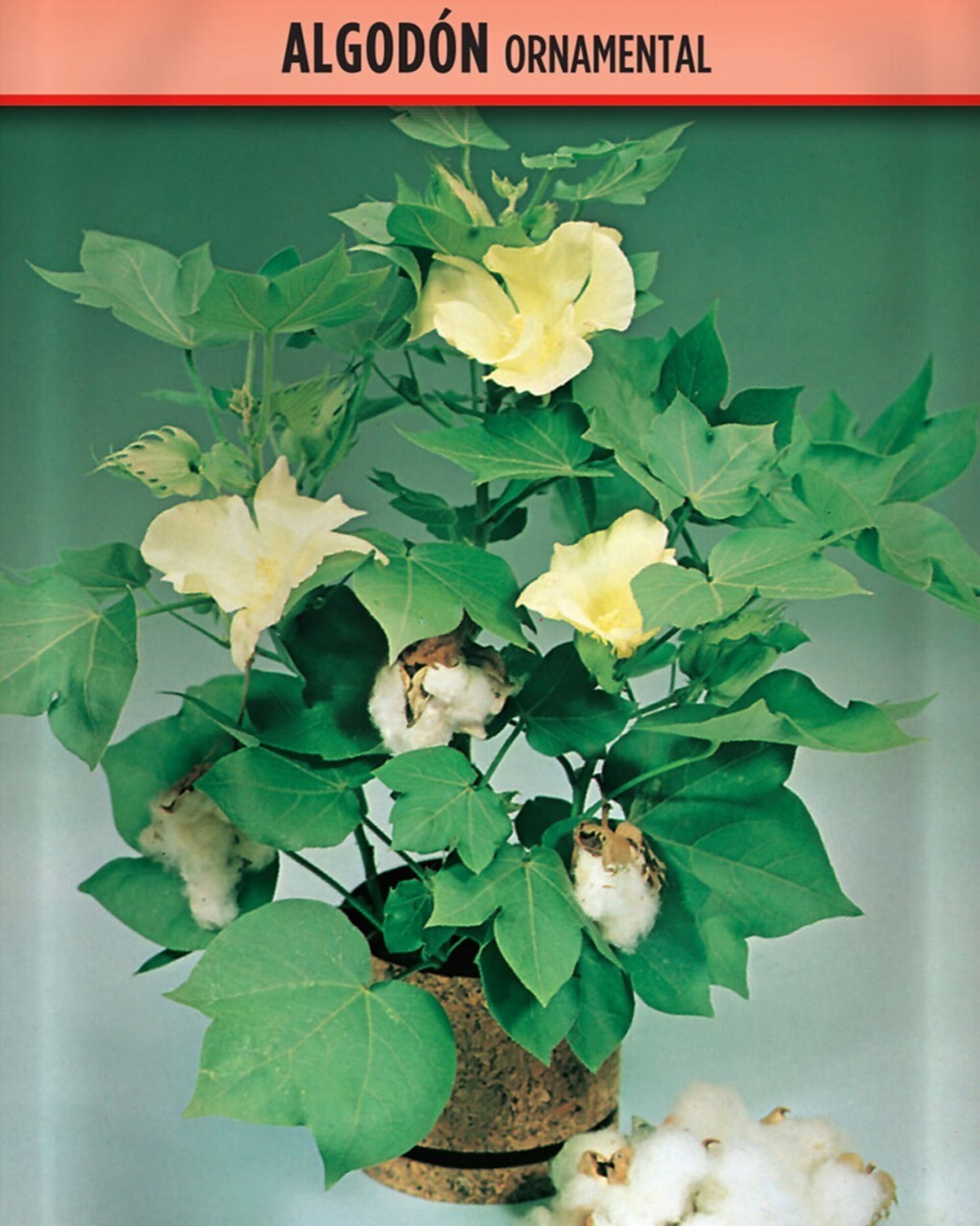 Gossypium herbaceum (algodón ornamental) - Semillas - 1