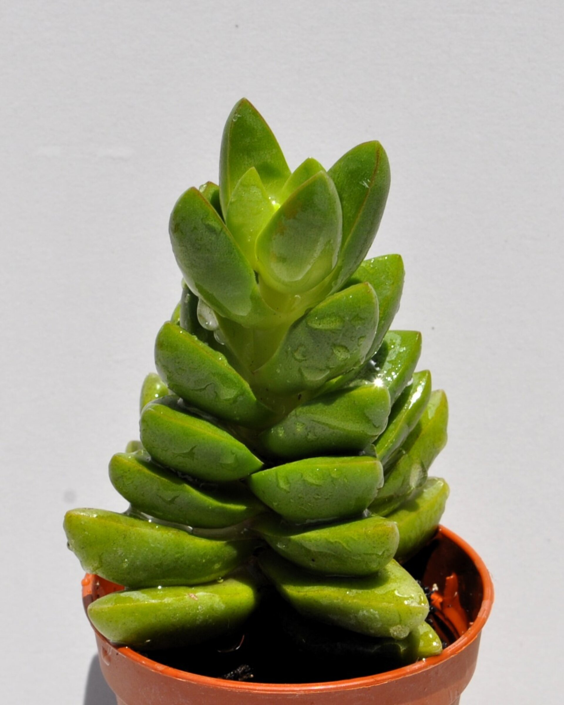 Crassula 'Ben' M5,5 (crásula benjamín) - 5
