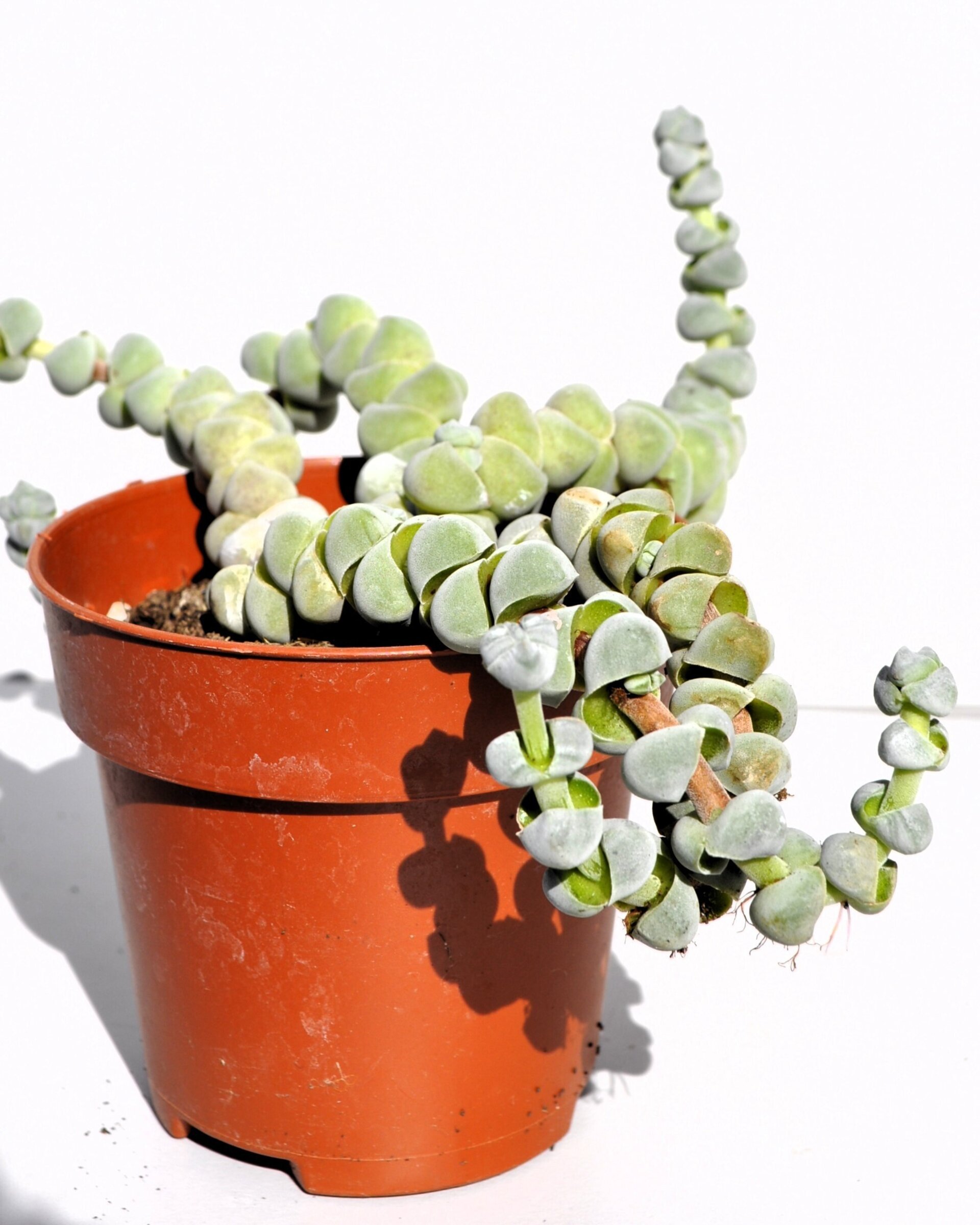 Crassula plegmatoides - 5