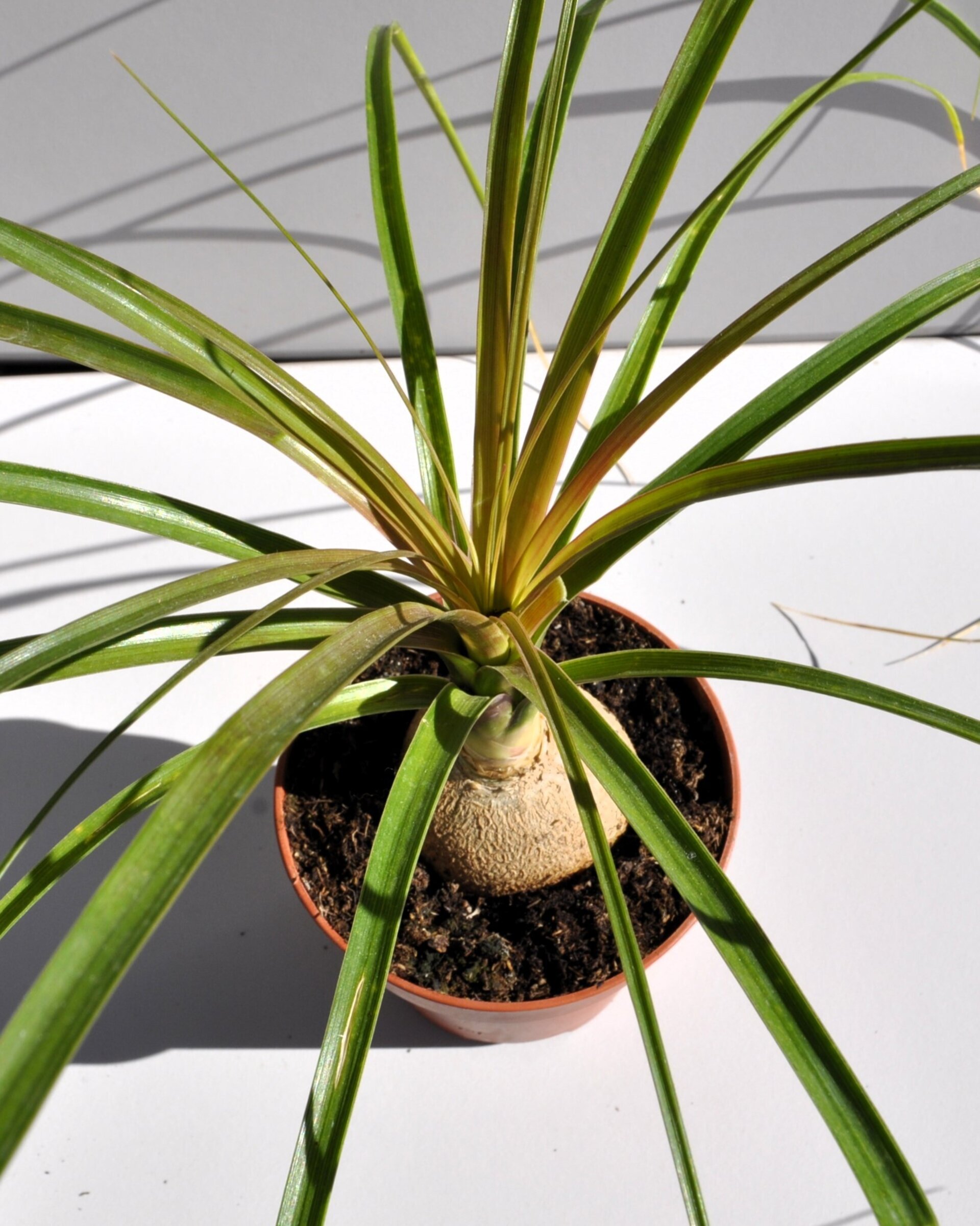 Beaucarnea recurvata (pata de elefante, palma barrigona) - 3