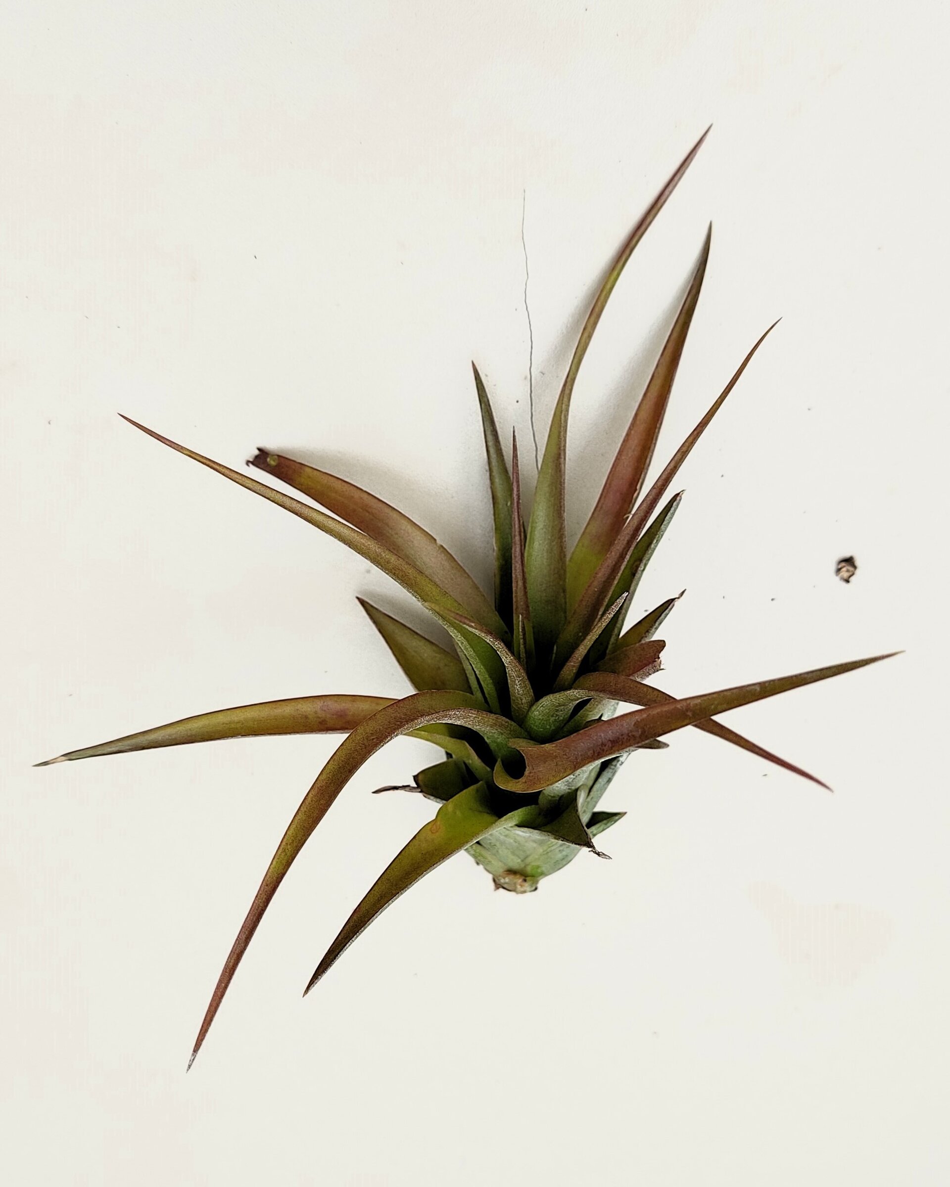 Tillandsia brachycaulos var. brachycaulos - 8