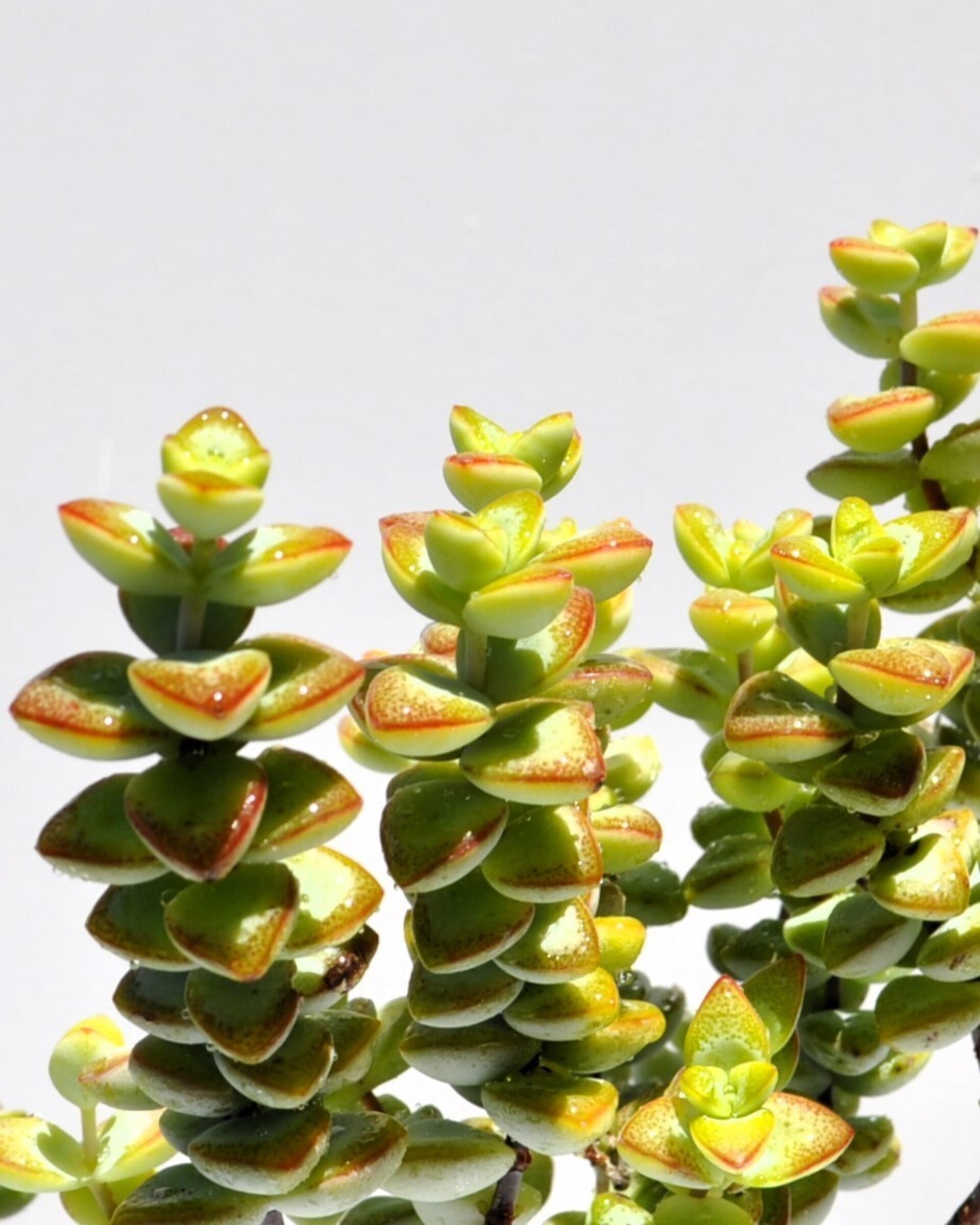 Crassula perforata - 6