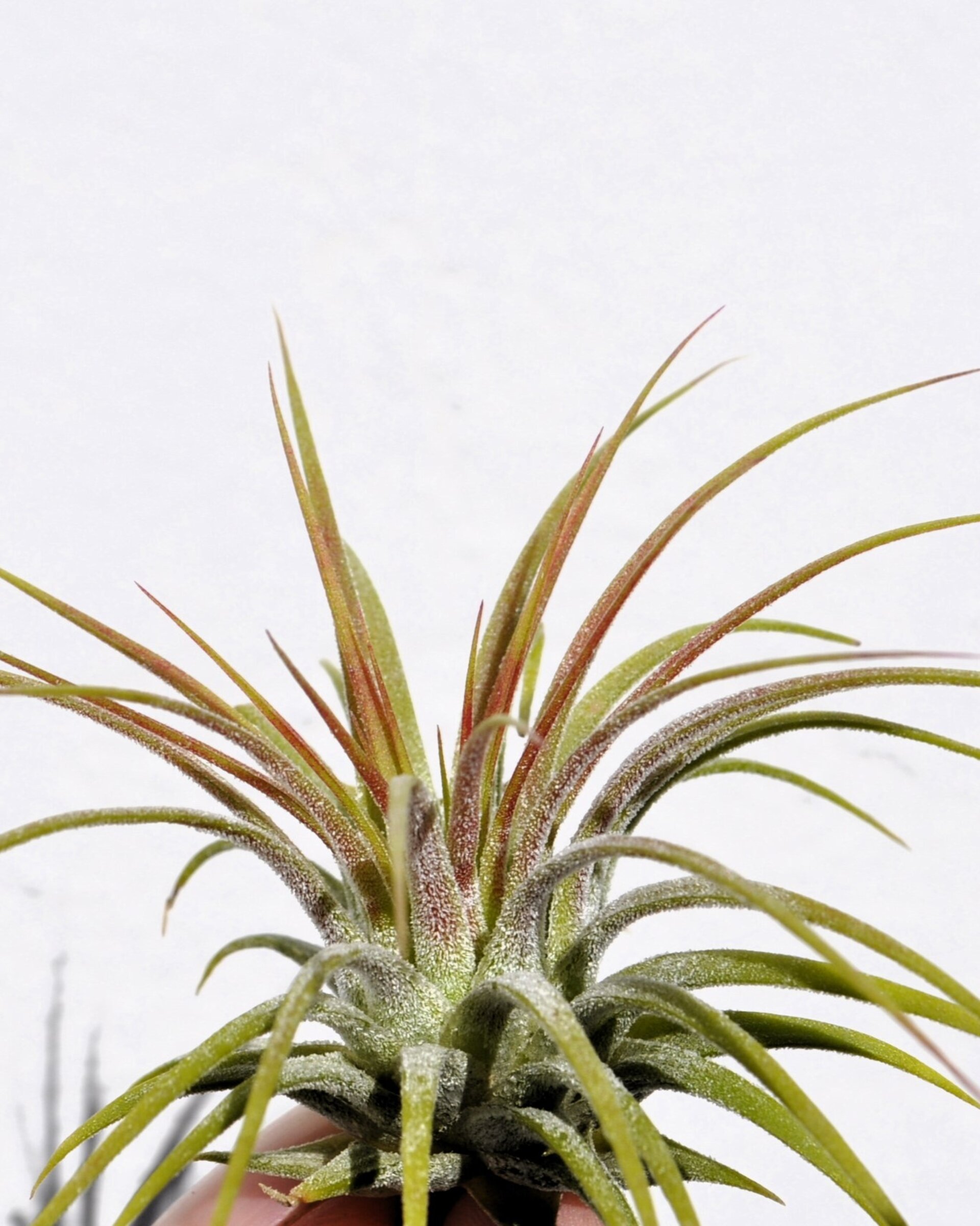 Tillandsia ionantha var. rubra - 3