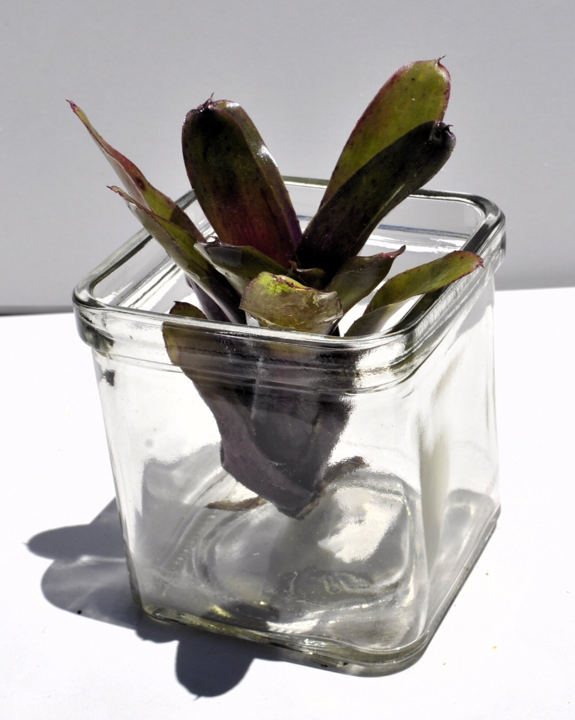 Neoregelia 'Mephisto' - 8